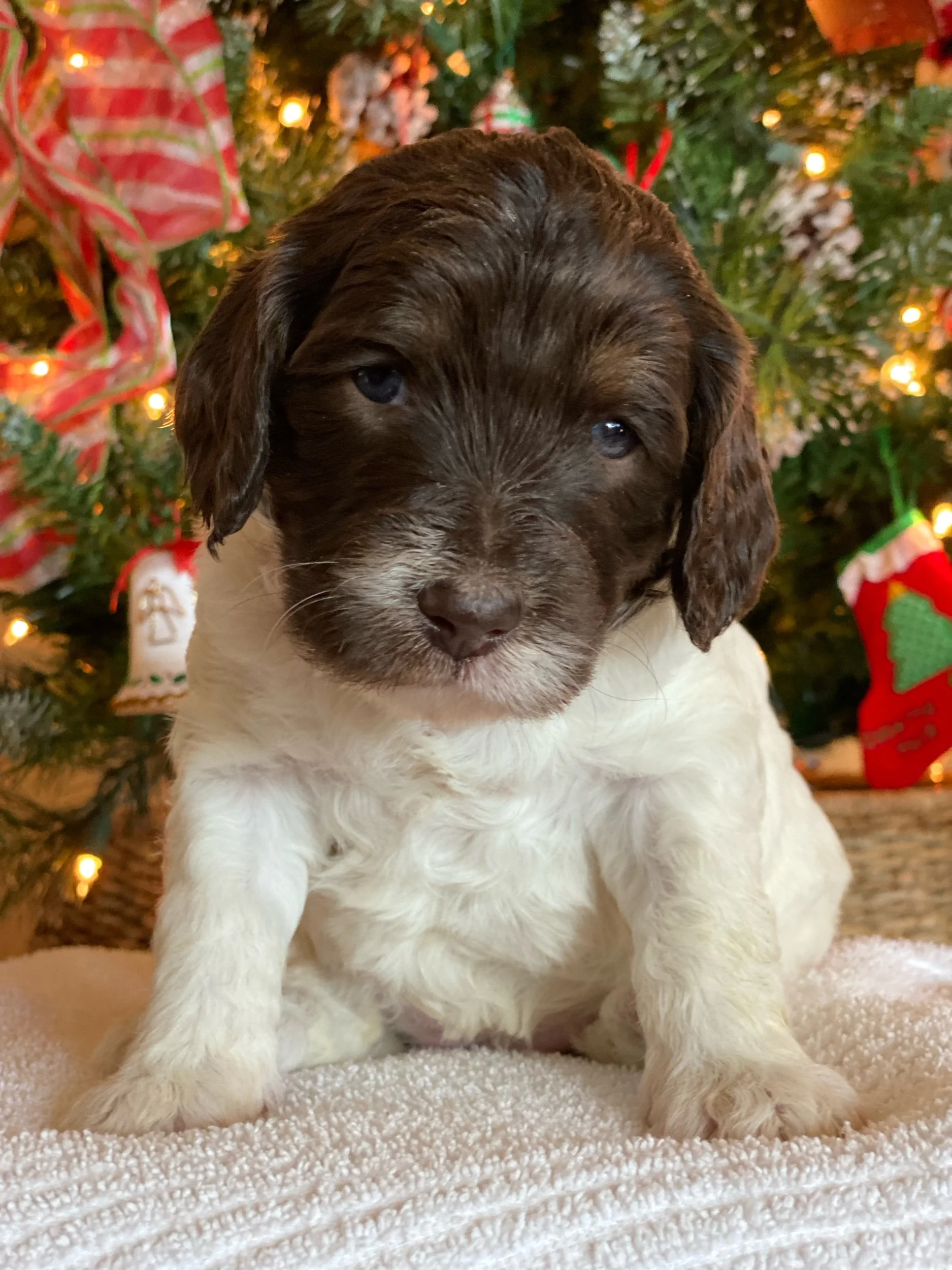 Coulee Hazel x Doodle Around Boomer