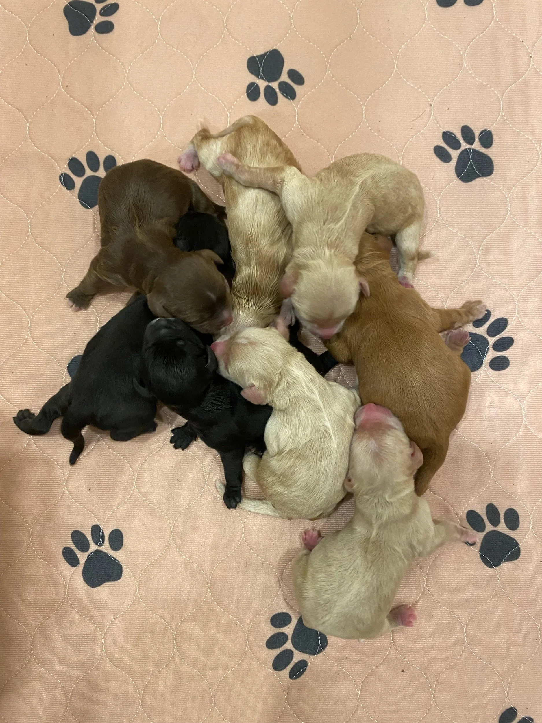 Coulee Loki x Prairie Ziggy ❤️