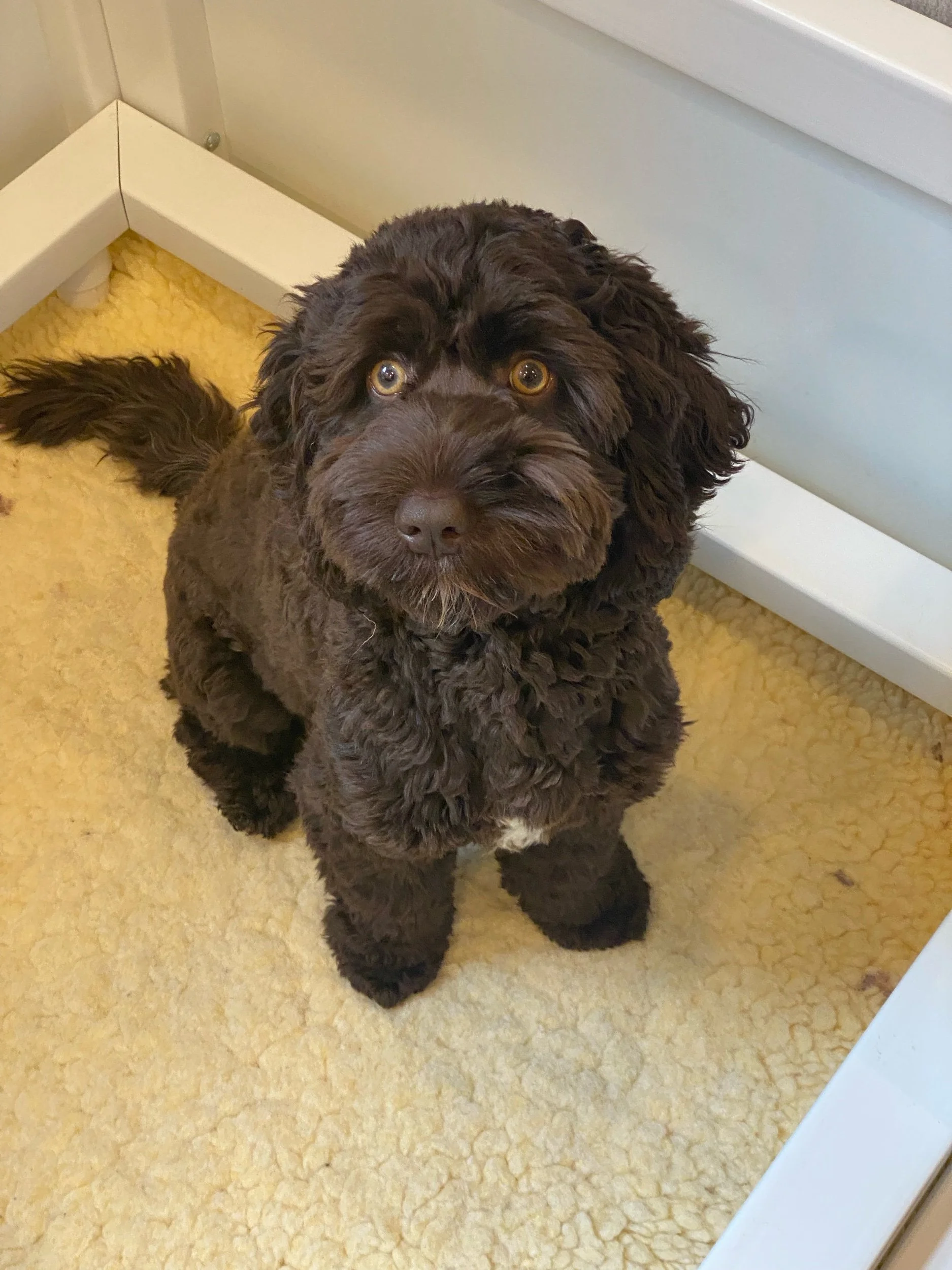 Coulee Loki x Prairie’s Ziggy 🐶