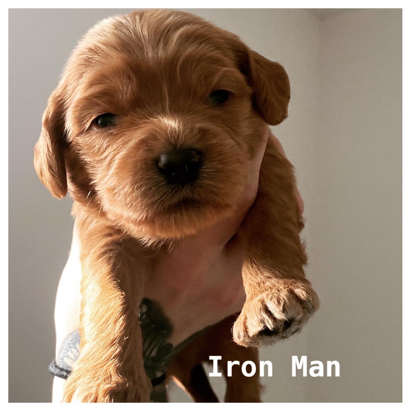 Loki’s MARVEL GANG!