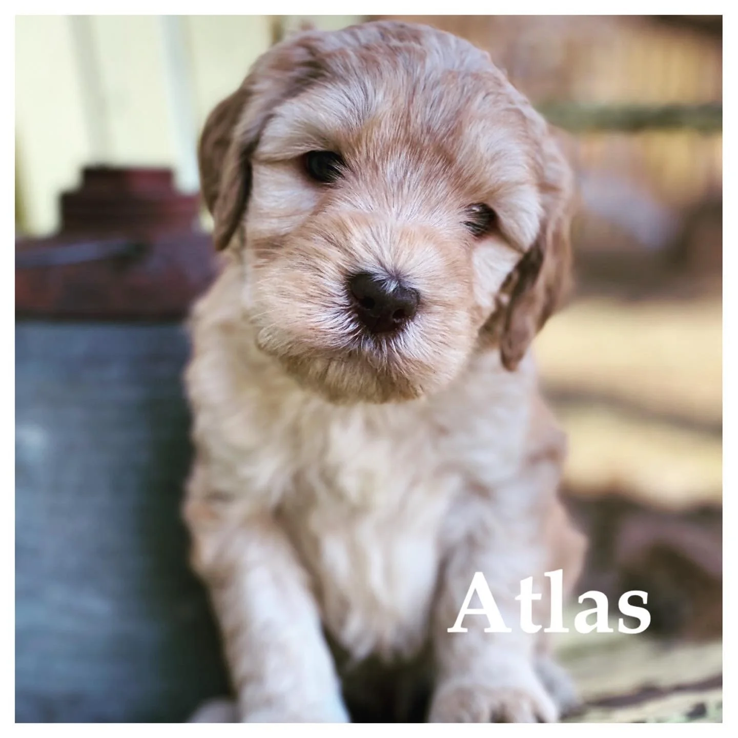 Coulee Nova x  Aspen Ridge Sonny