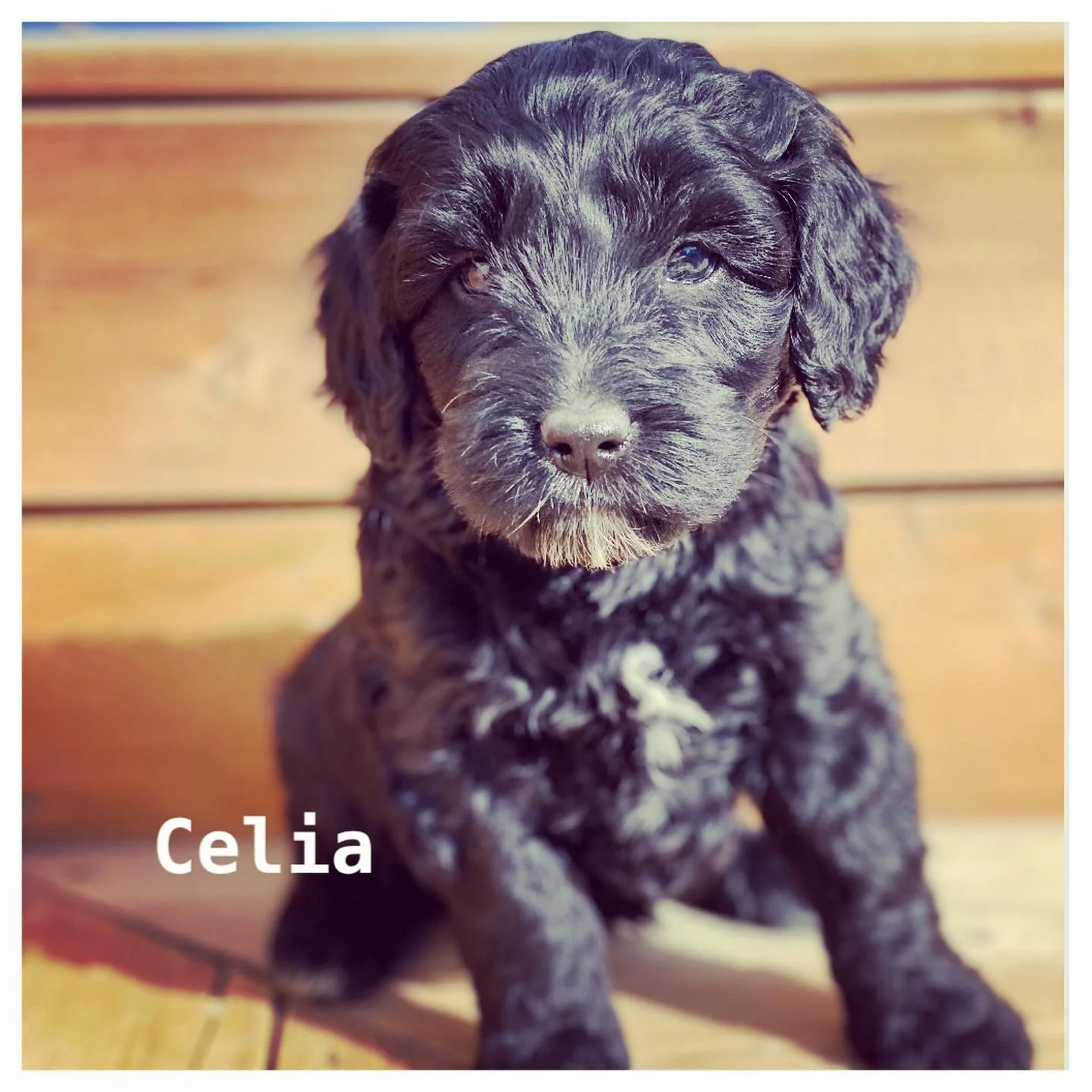 Monsters Inc. Litter