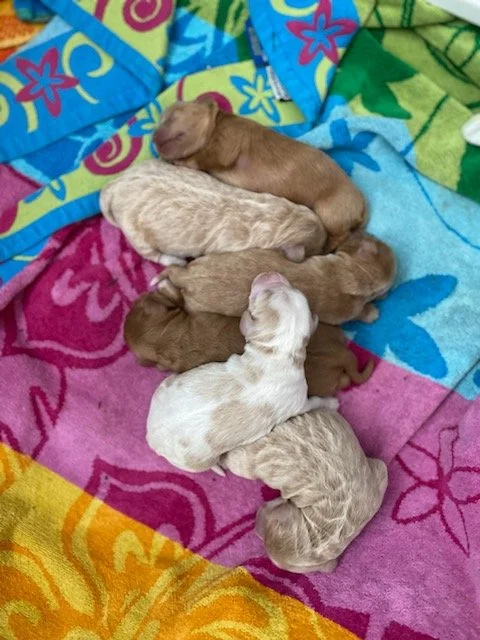 Coulee Magnificent Margie x Prairie Ziggy