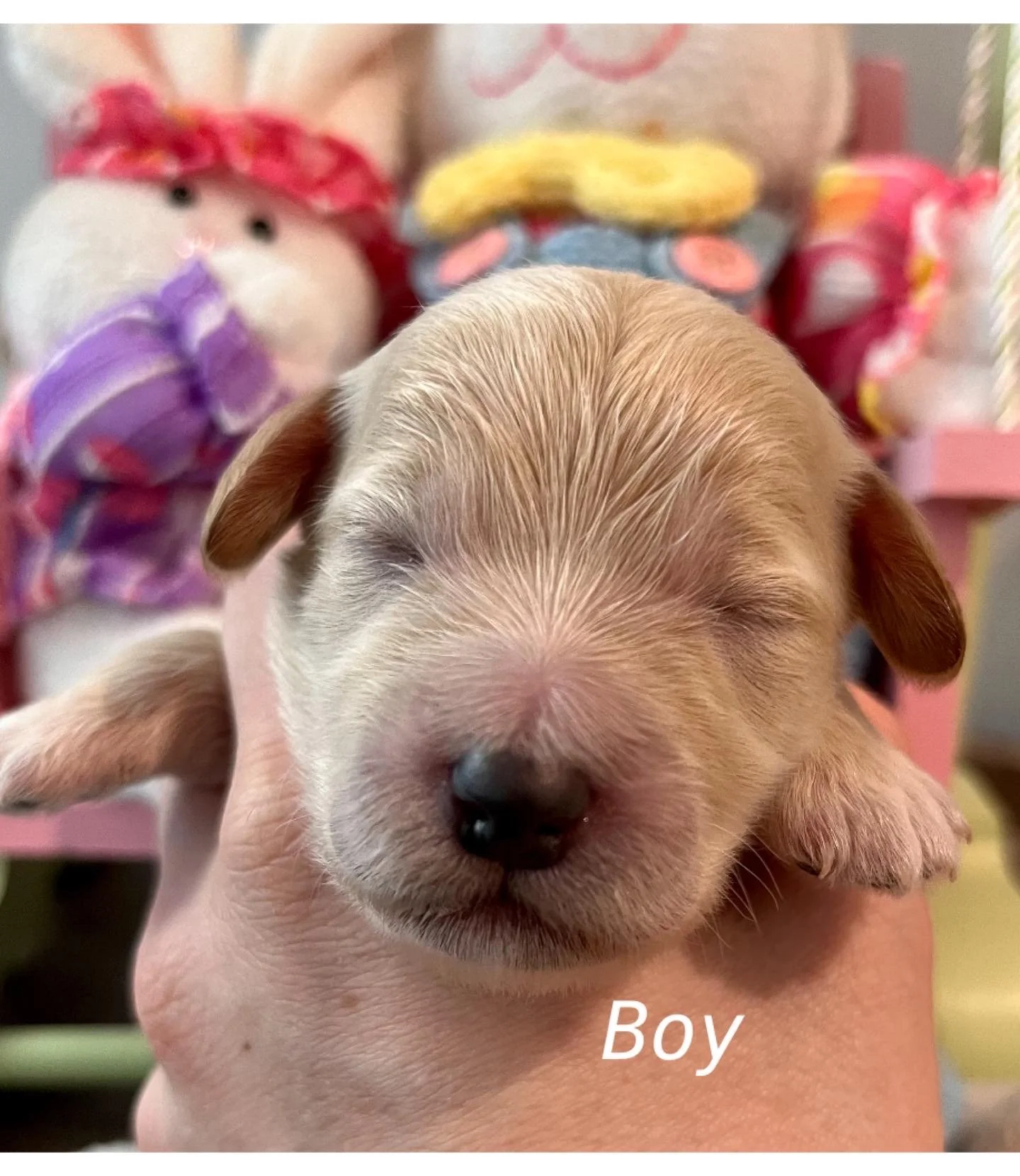 Coulee’s Stevie Nicks x Aspen Ridge Ranger ❤️