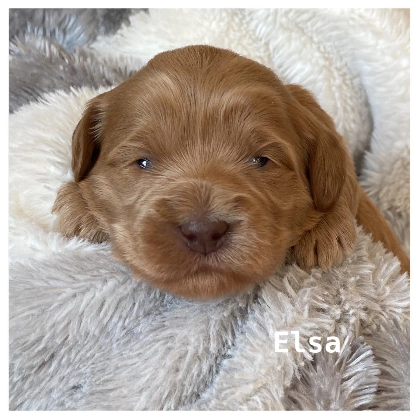 Margie x Ziggy’s Yellowstone 1883 Crew 🧲🐴