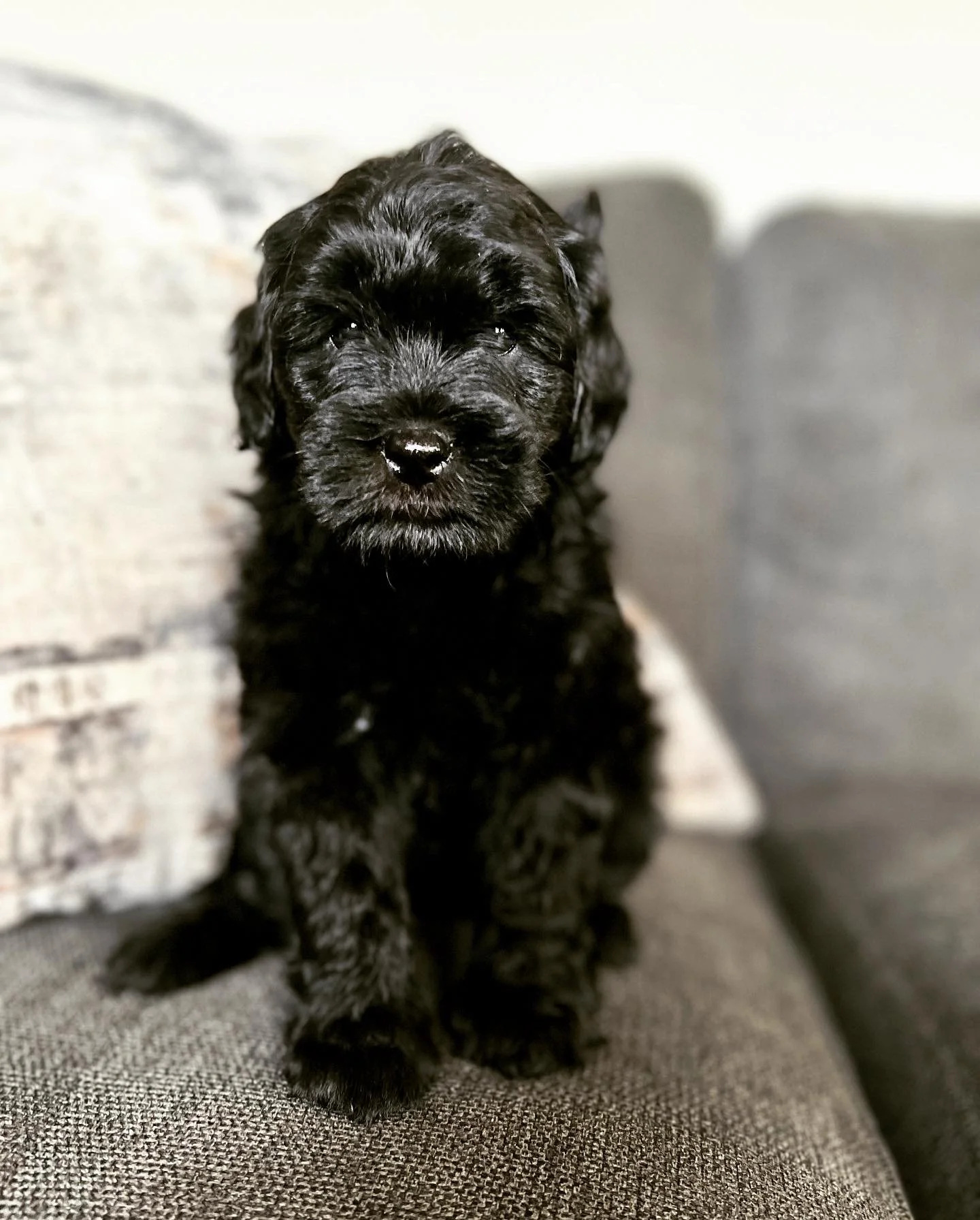 Stevie x Ranger Legends Litter 🐶