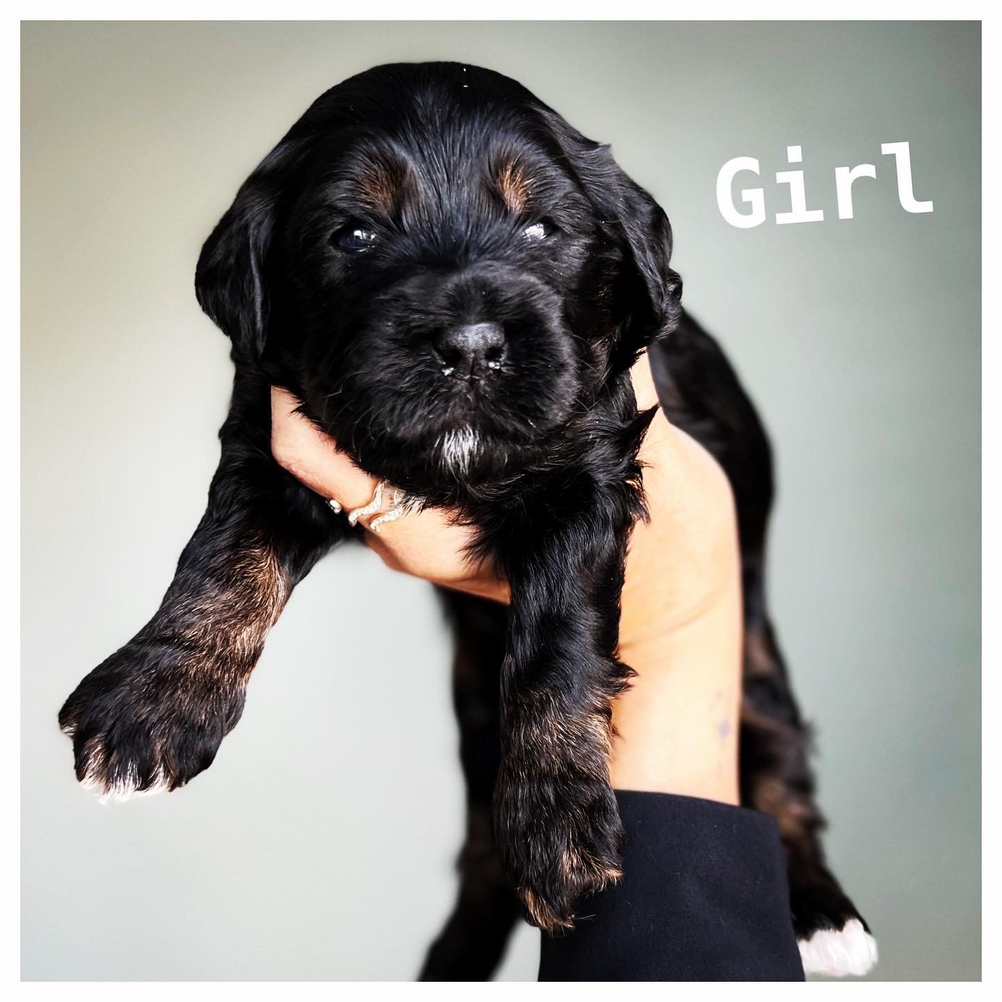 Coulee Lola x Aspen Ridge Ranger 🐶