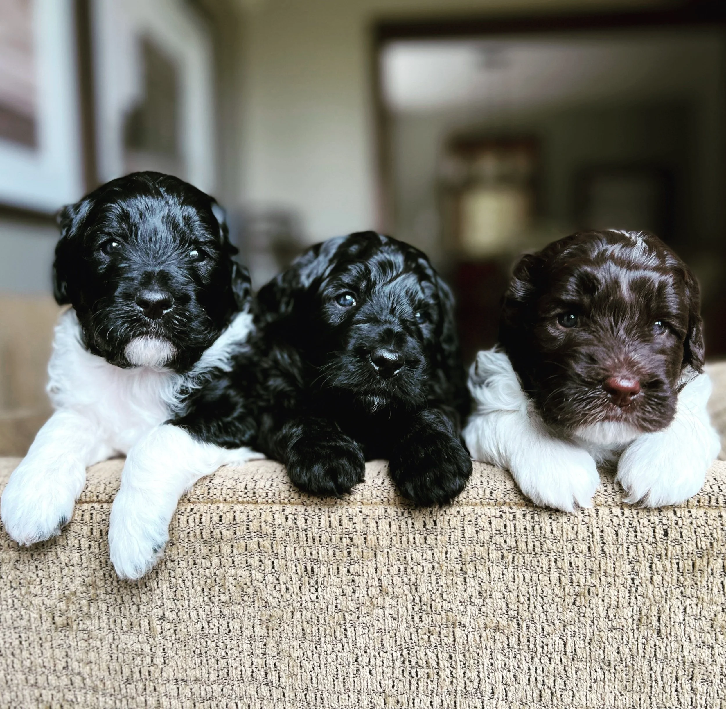 Coulee Sukha x Aspen Ridge Ranger