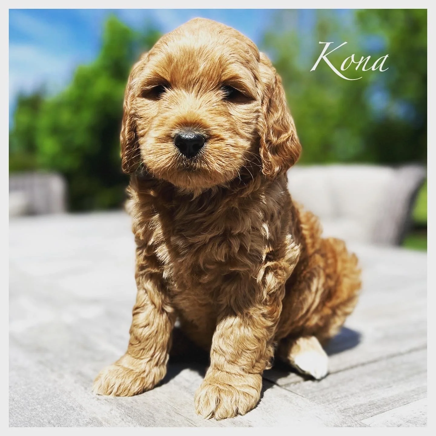 Coulee Red Sunset x Aspen Ridge Sonny 🐶