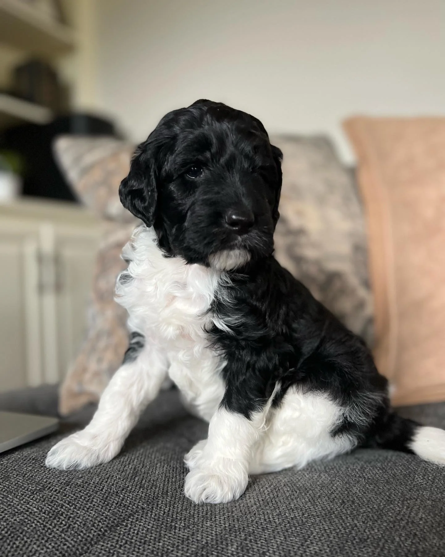 Coulee Sukha x Aspen Ridge Ranger 🐶