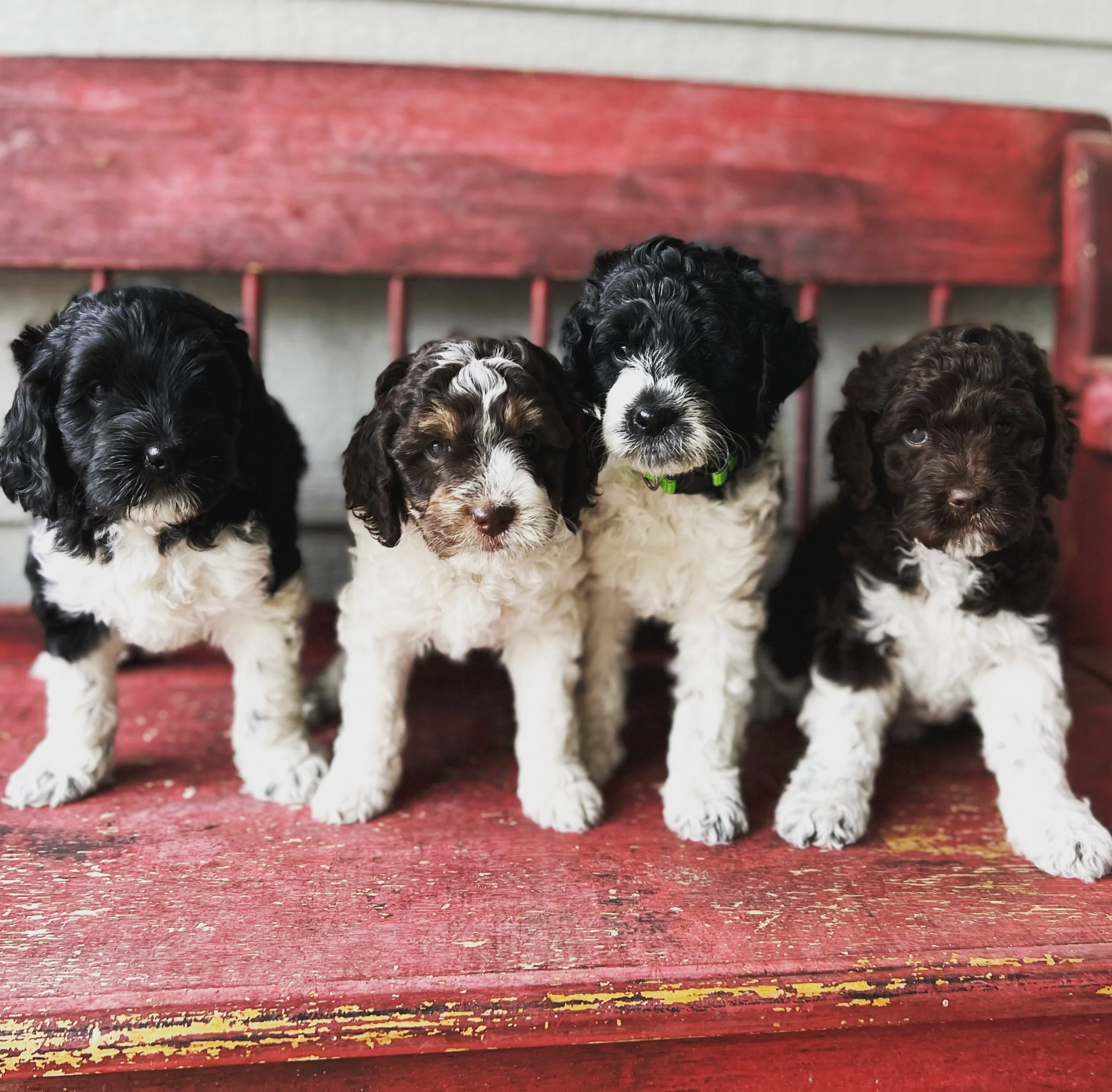 Hazel x Ranger Pups 🐶