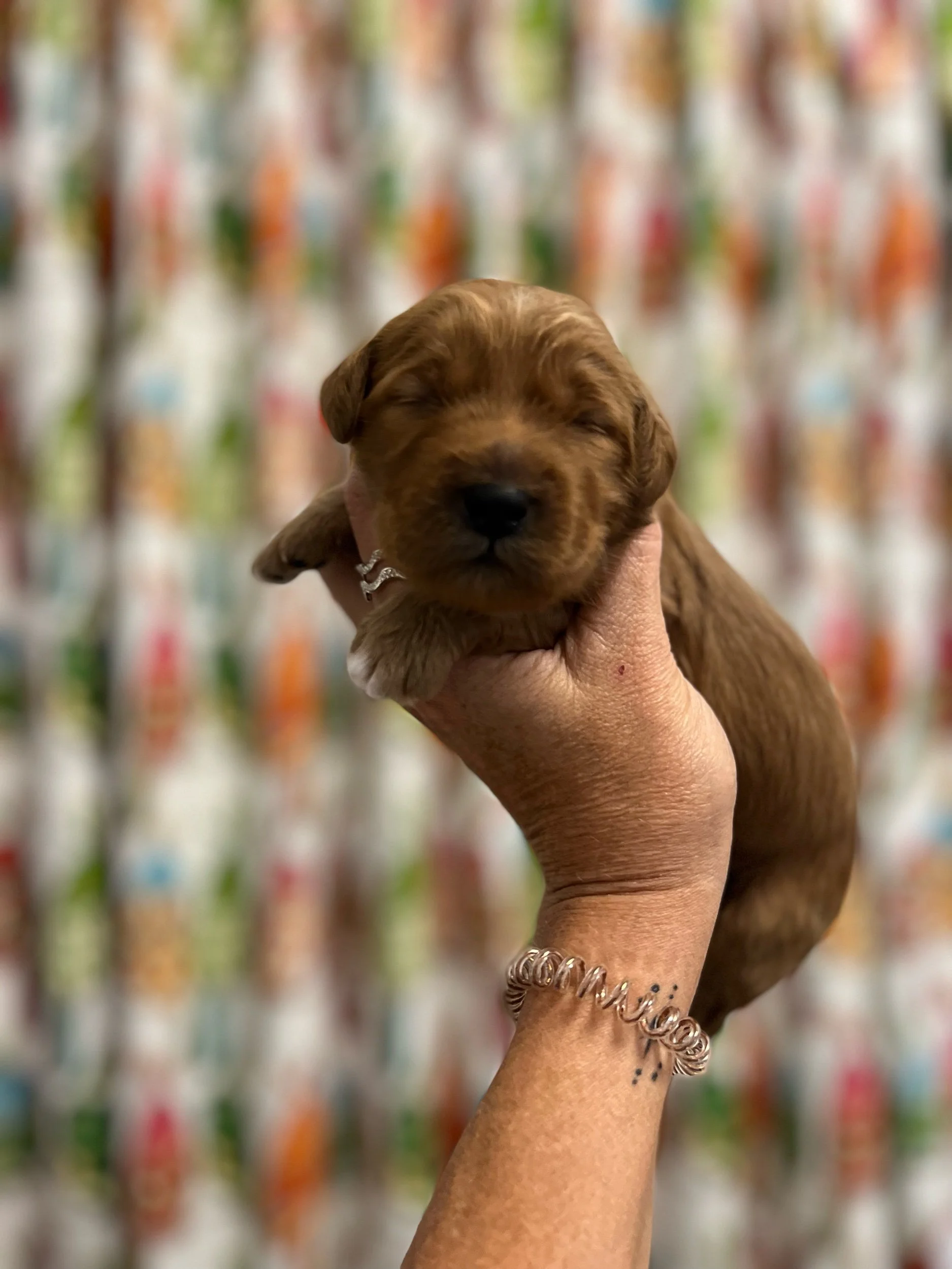 Coulee Unchain My Heart x Coulee Finnick