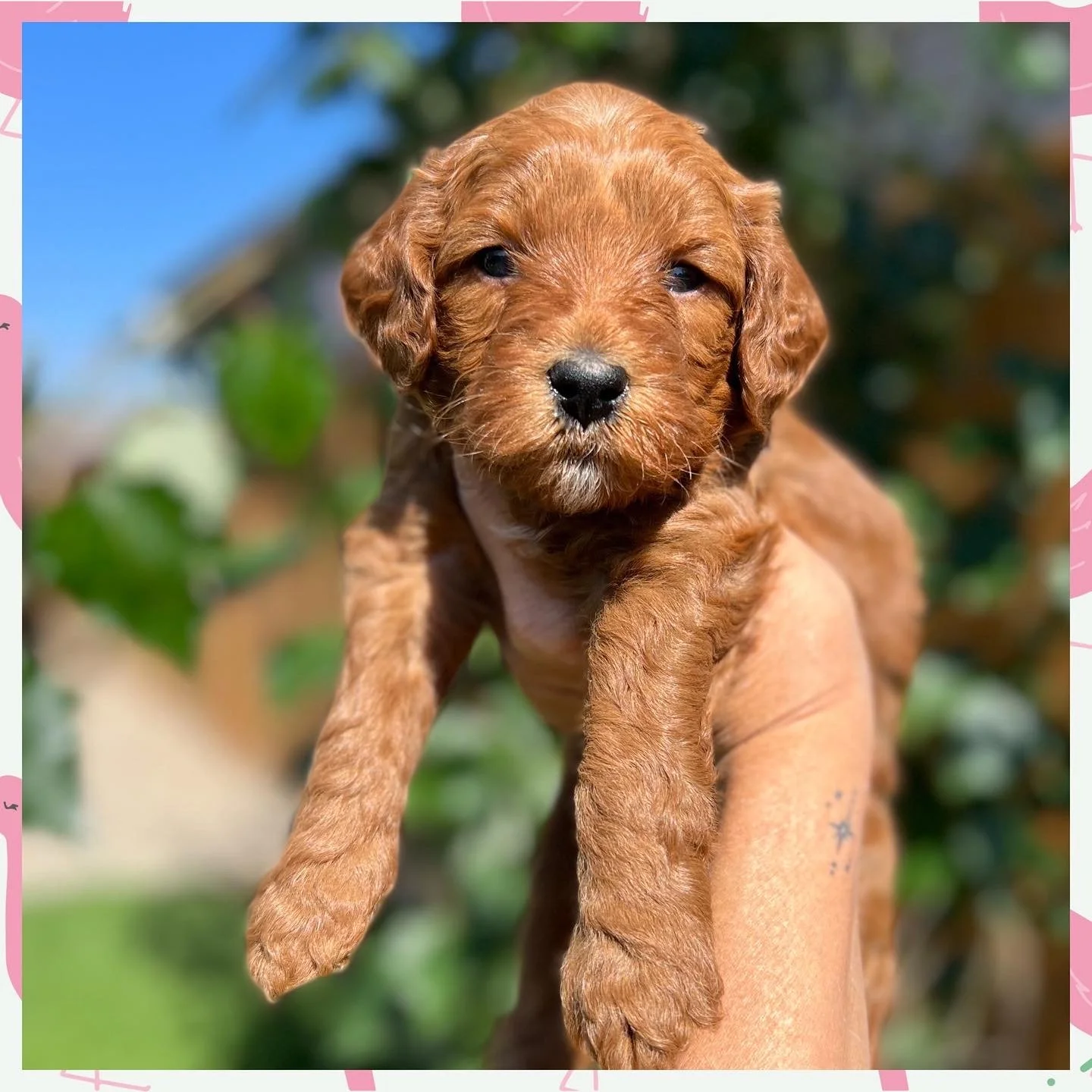 Coulee Unchain My Heart x Coulee Finnick 🐶