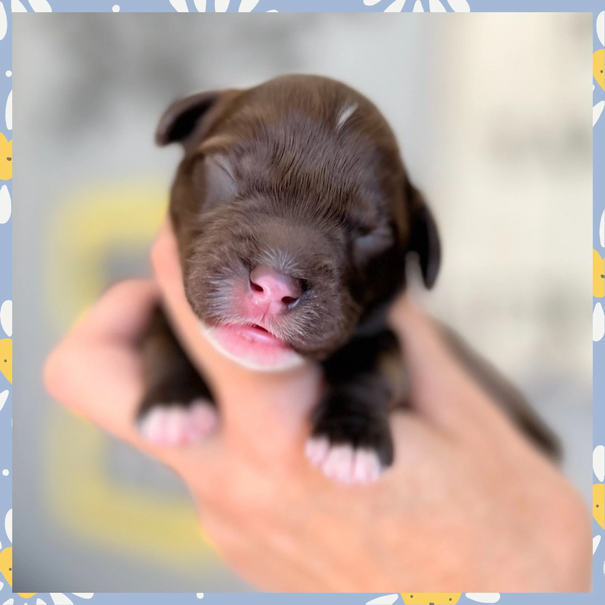 Coulee’s Oakley x Coulee Thor Pups 🐶