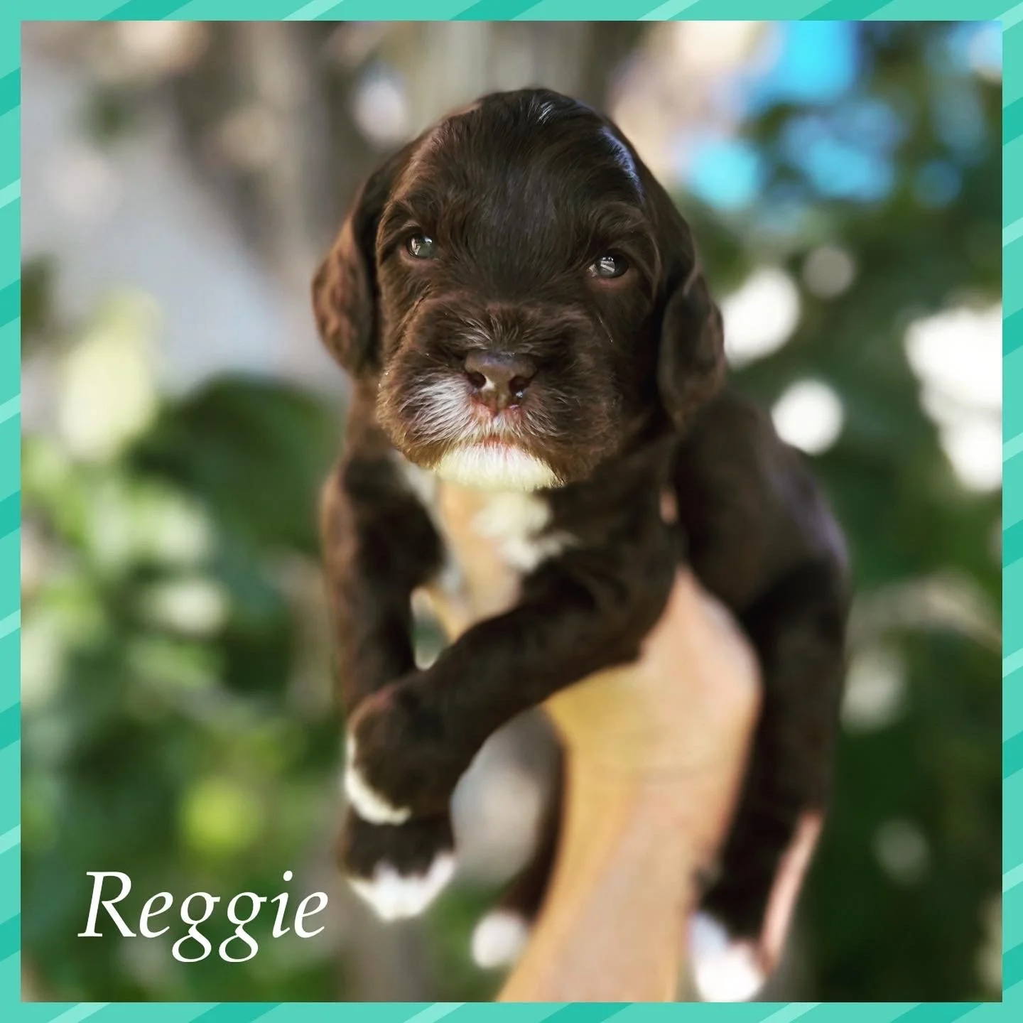 Coulee Oakley x Coulee Thor 💕