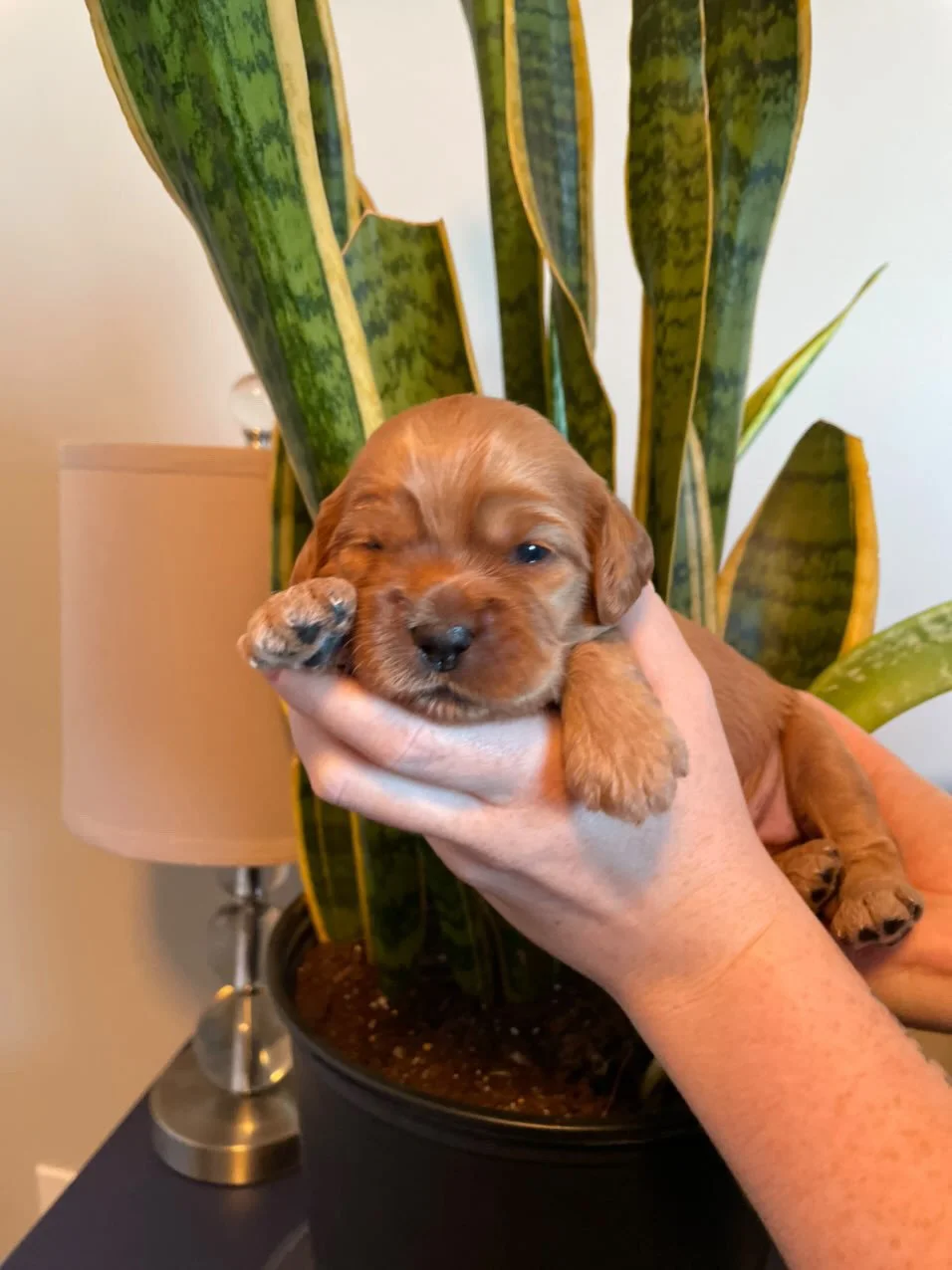 Coulee Grace Kelly x Van Isle Ready Freddy