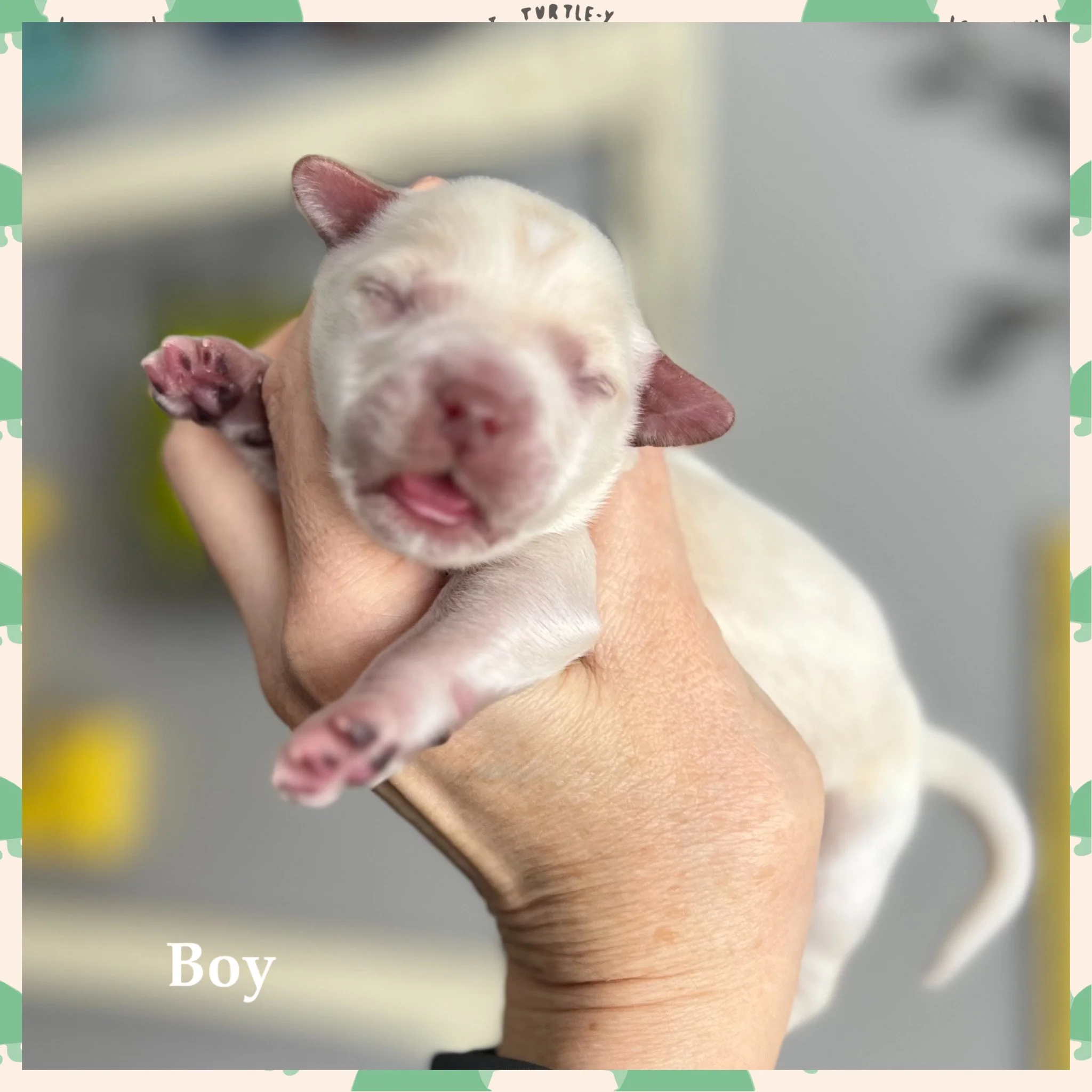 Coulee Oakley X Thor 🐶