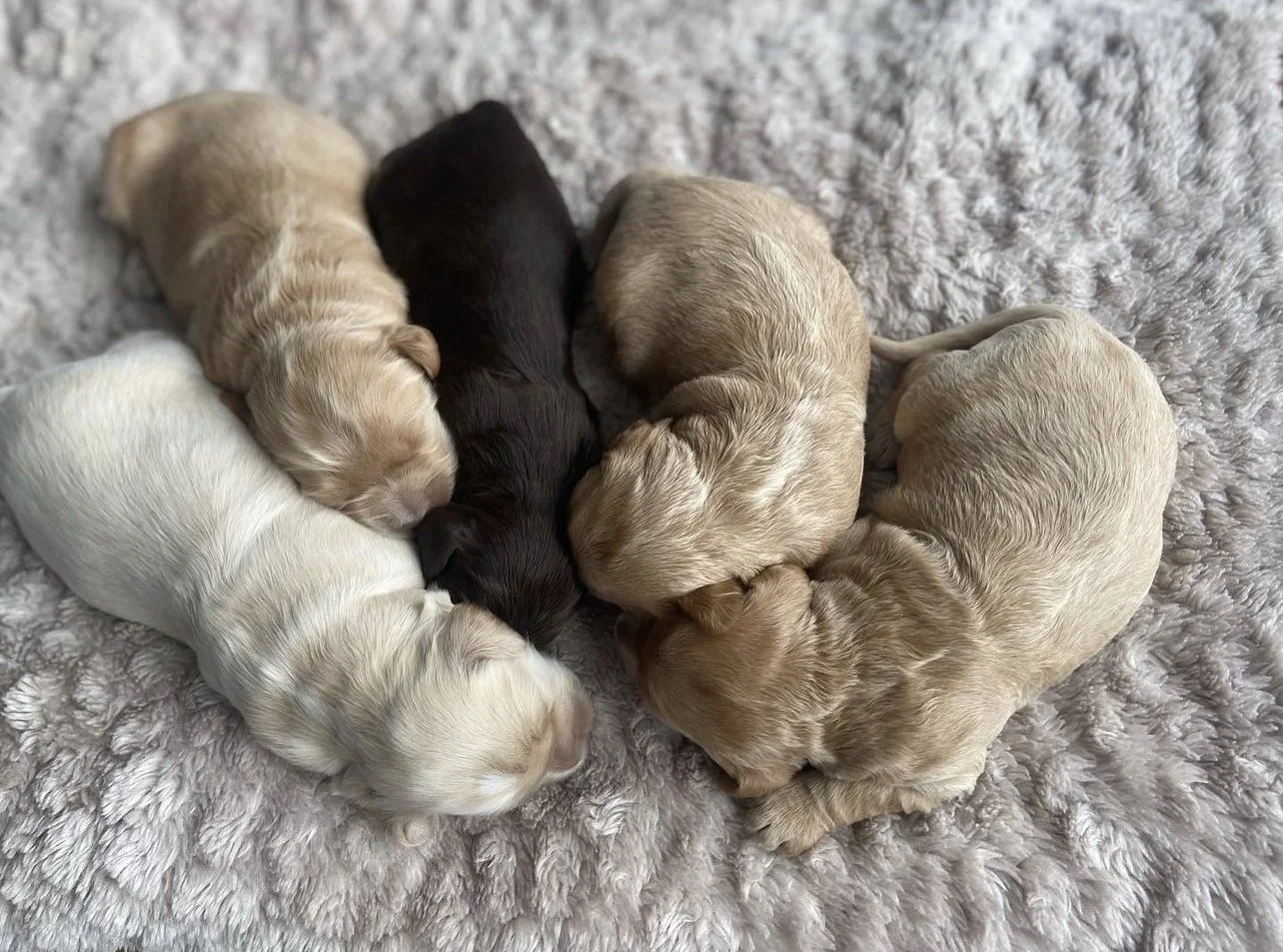 Coulee Oakley x Coulee Thor 🐶