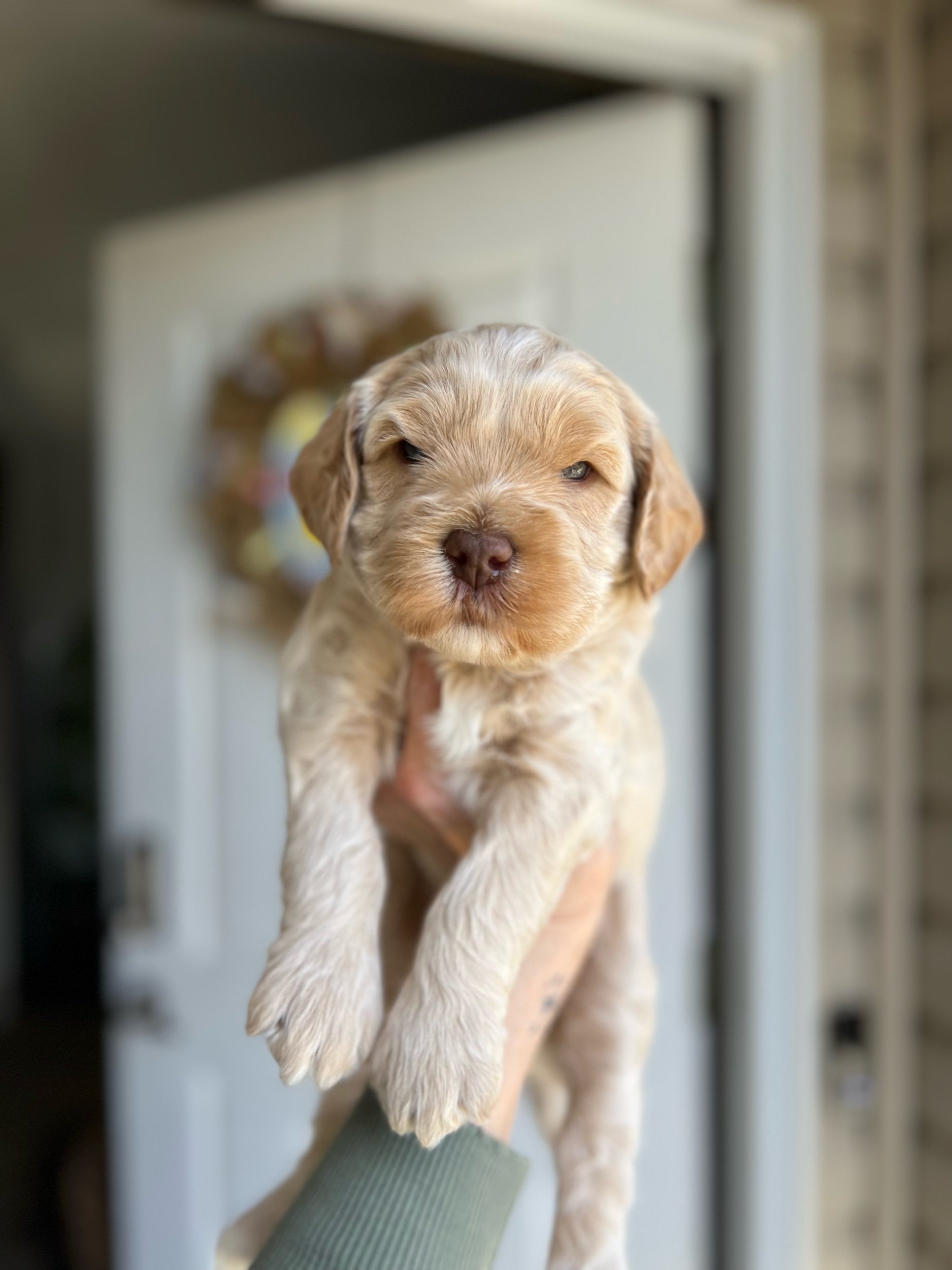 Australian Labradoodle, you say?