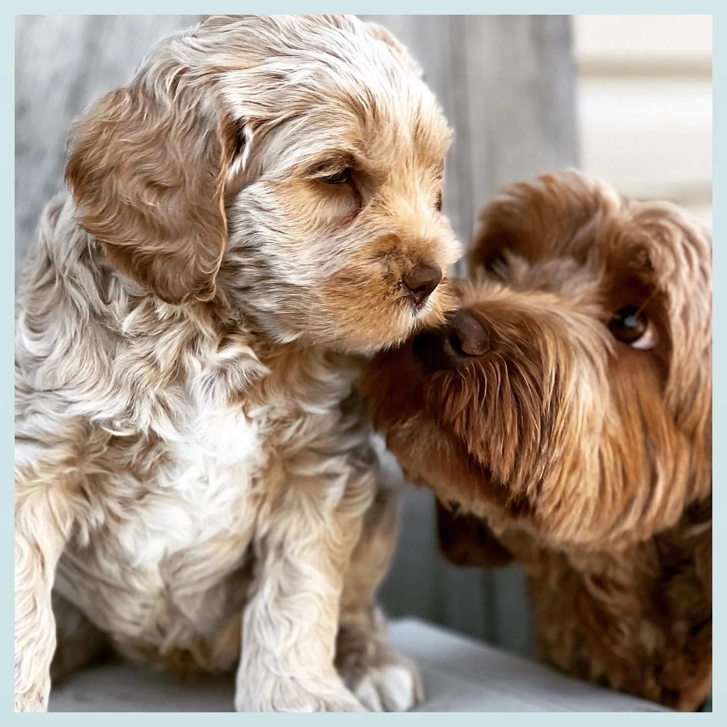 Coulee Oakley x Coulee Thor