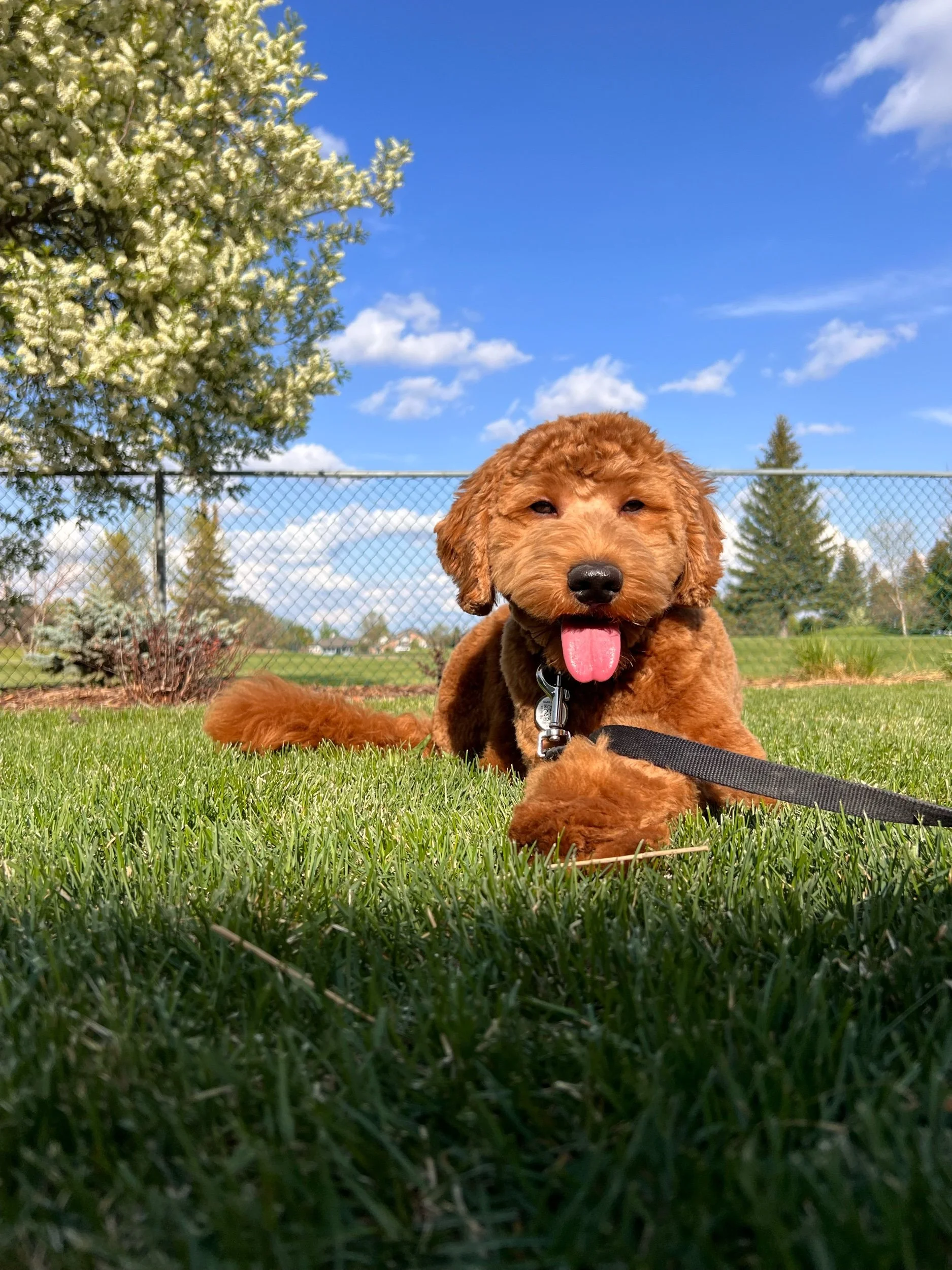 Coulee Kenzi x Coulee Otto