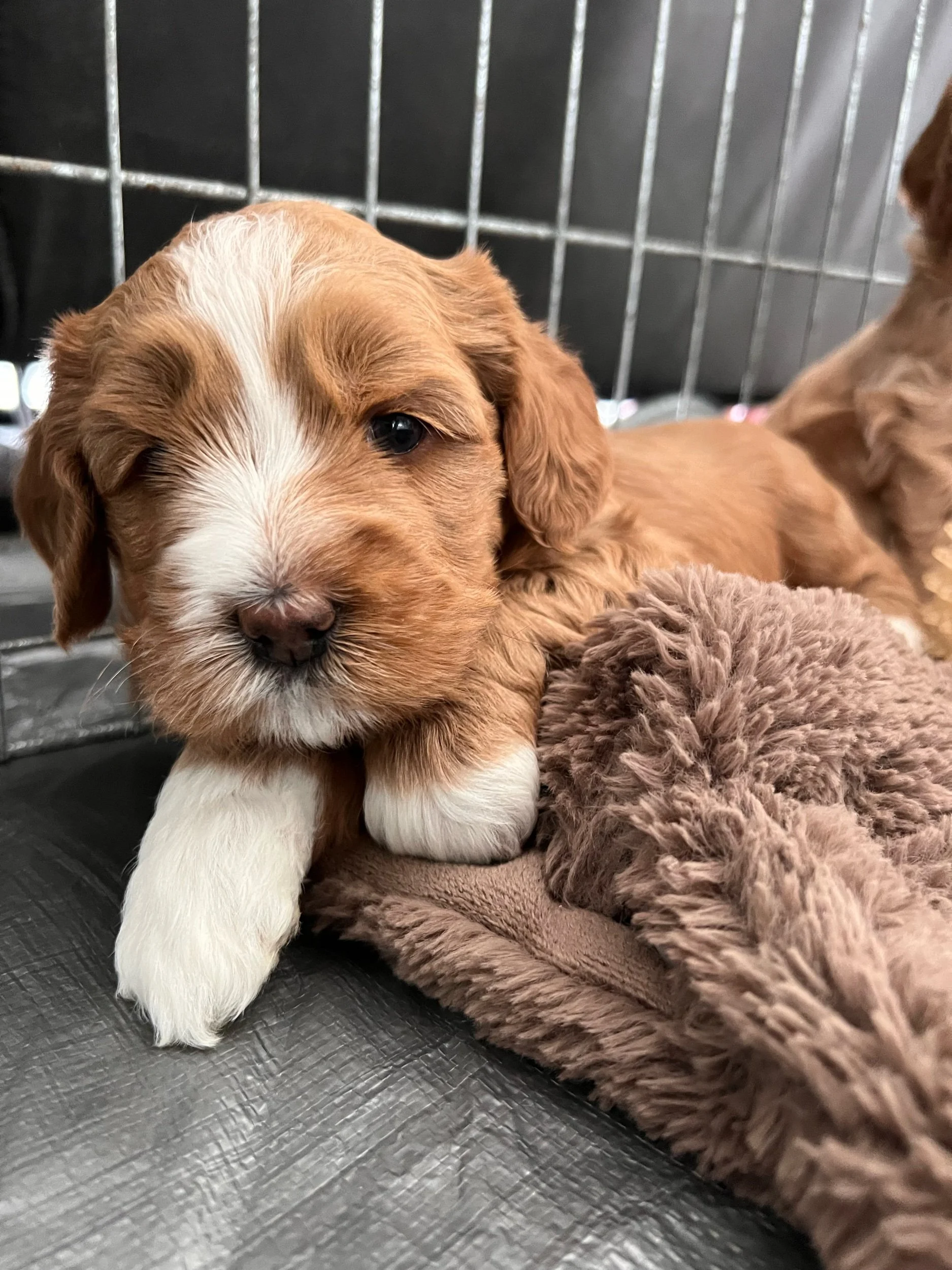 Coulee Lola x Prairie Gunner 💕