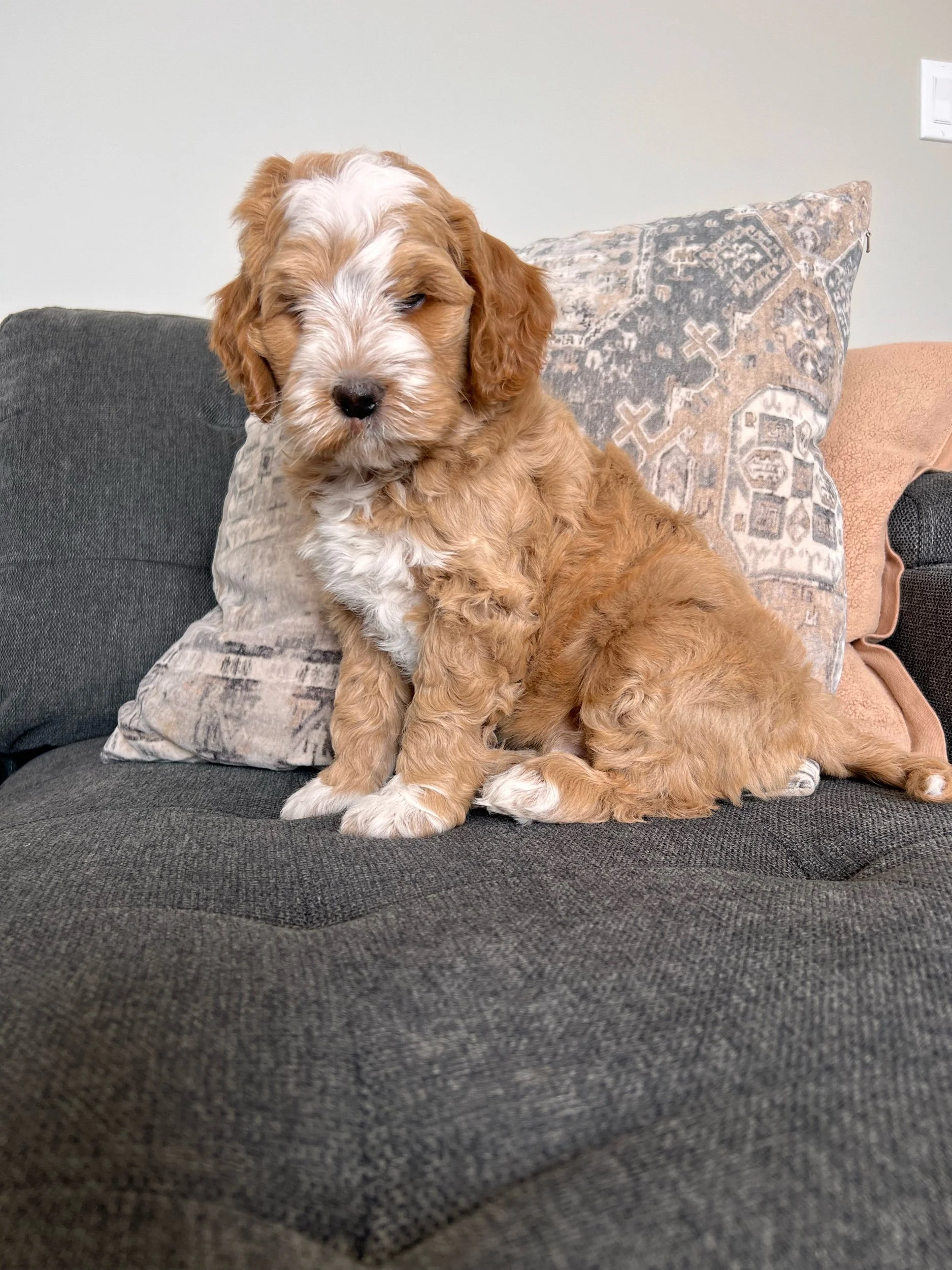 #Gotchaday for Lola Pups