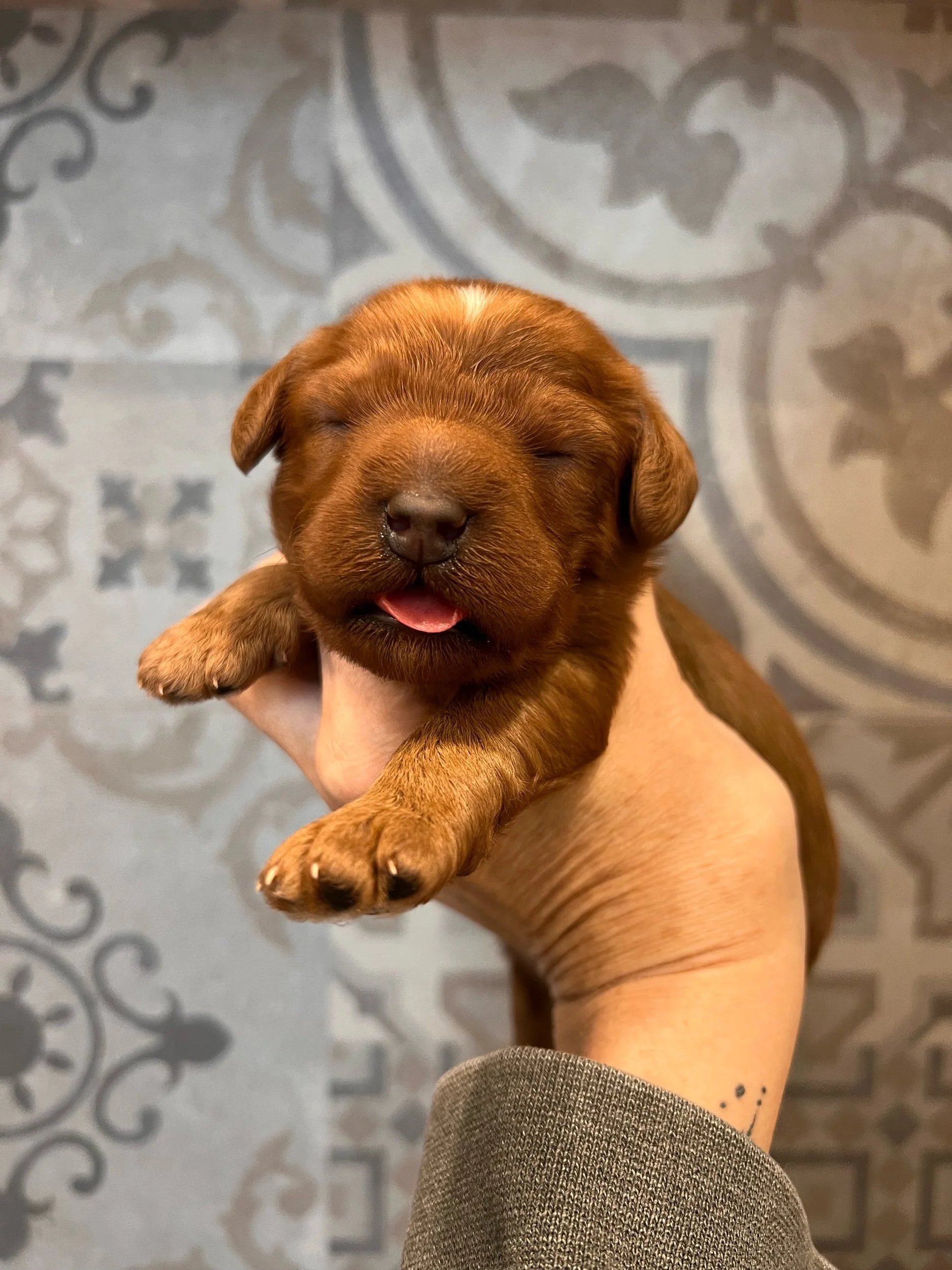 Arabella x Finnick Pups 🐶