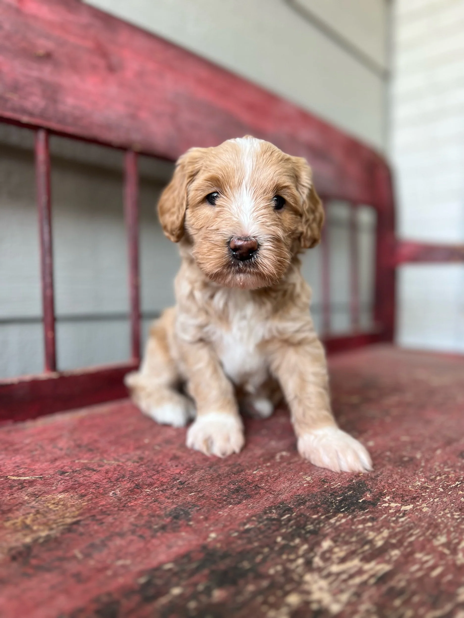 Coulee Arabella x Coulee Finnick 🐾