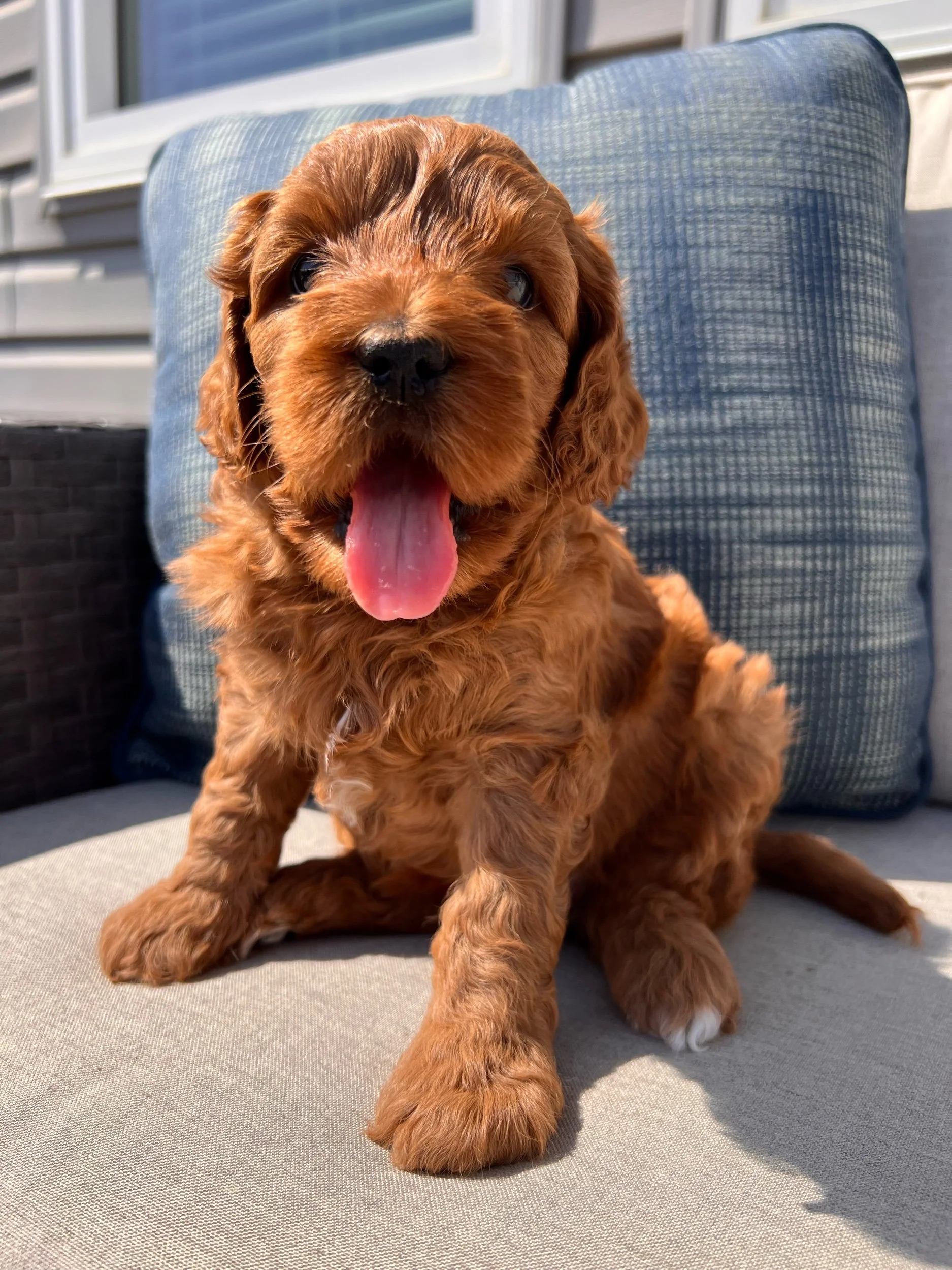 Coulee’s One Shiny Pennie x Coulee Otto