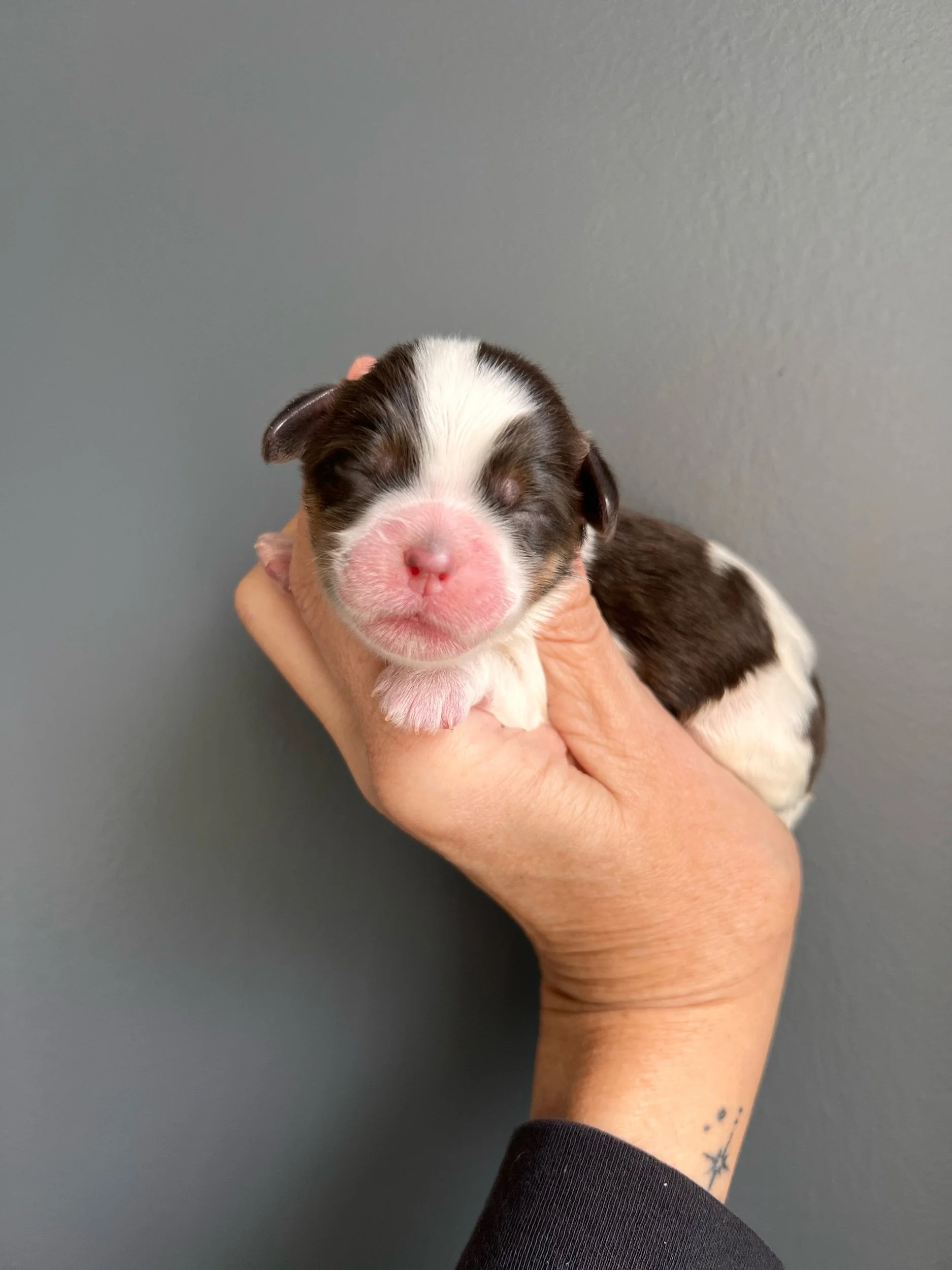 Coulee Pebbles x Coulee Ike