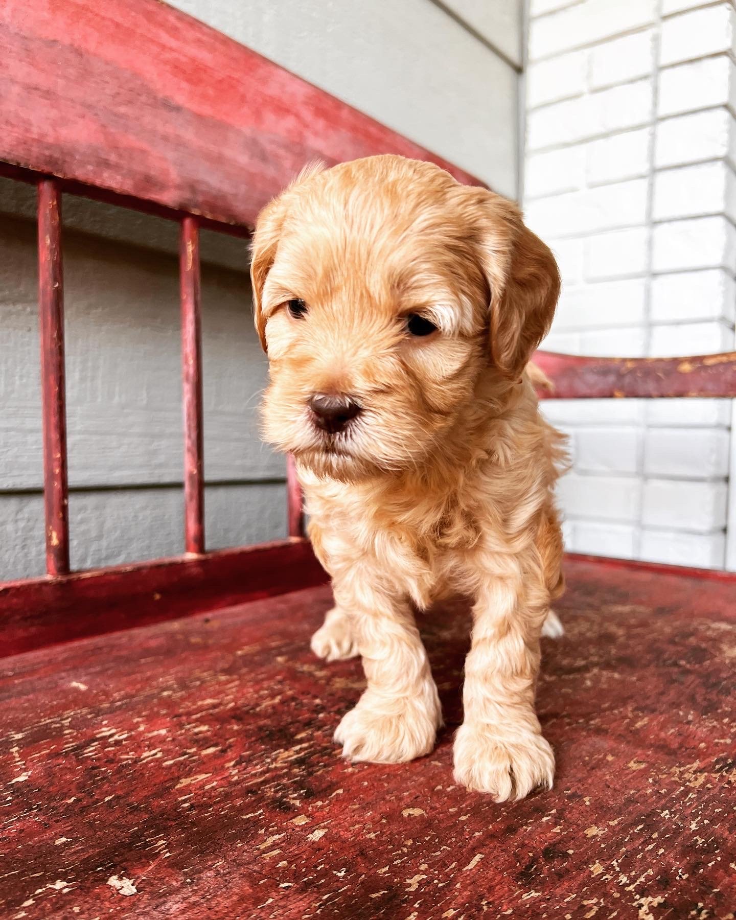 Coulee Pebbles x Coulee Ike