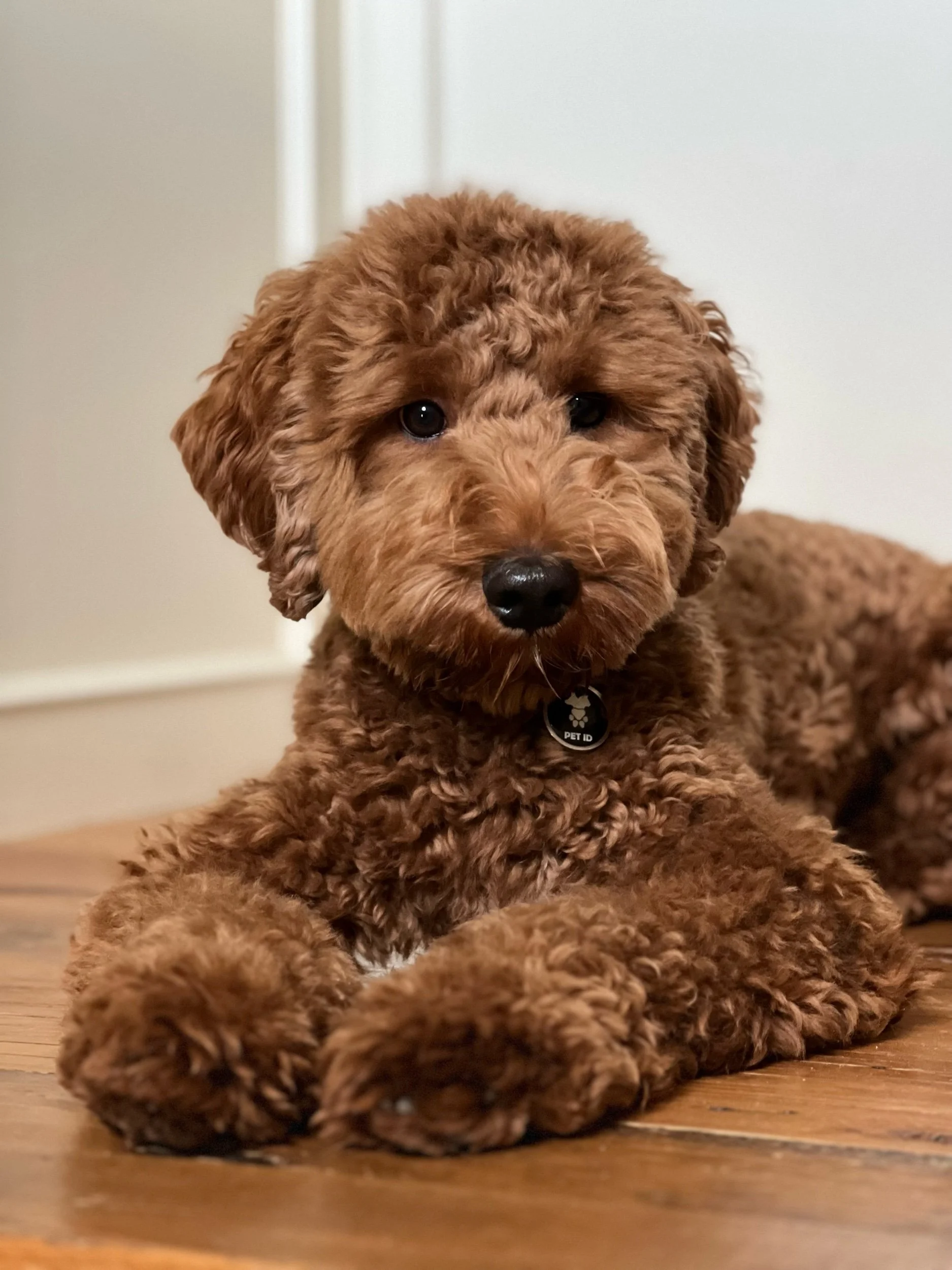 Big News 🗞️!!!  Coulee’s Otto || has a planned honeymoon with Coulee’s Grace Kelly 💕