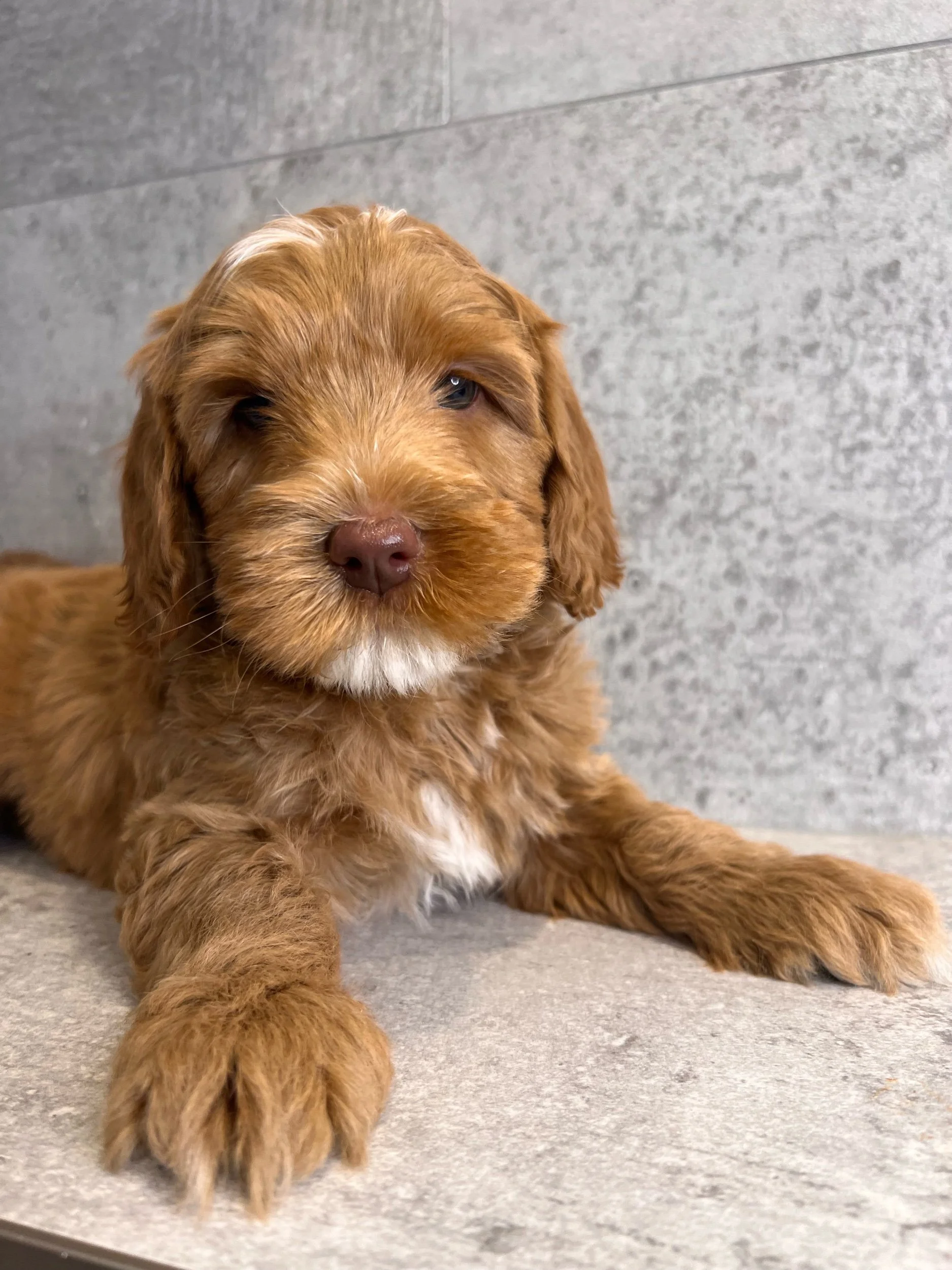 Coulee Georgia Peach x Coulee Ike