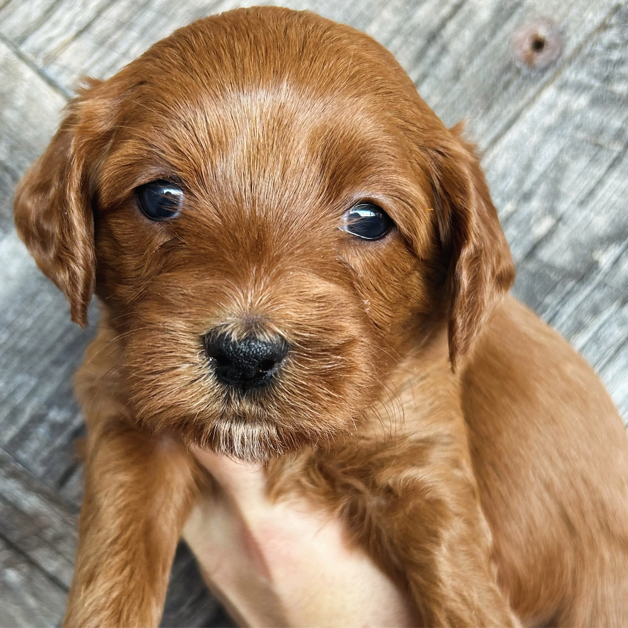 Coulee Grace Kelly x Coulee Otto 11