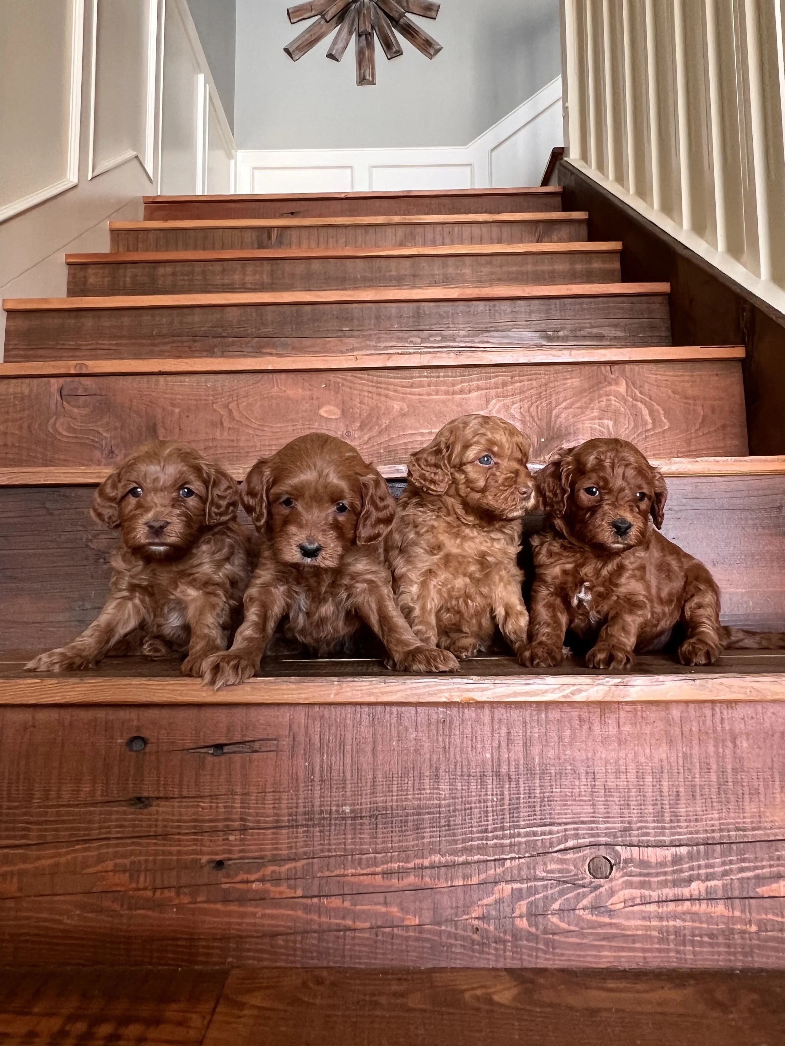 Coulee Grace Kelly x Coulee Otto II