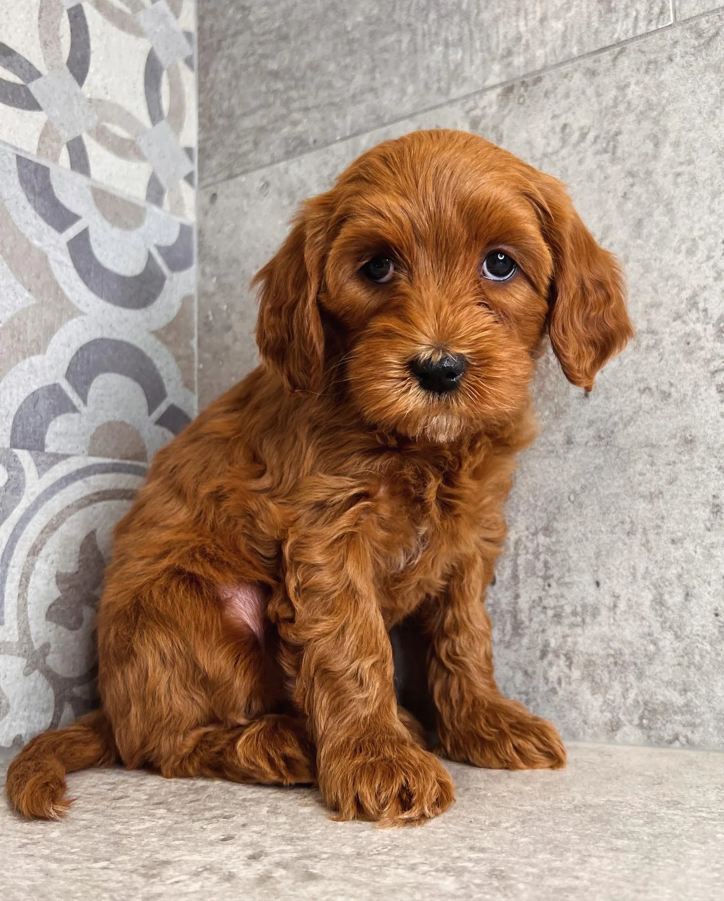 Coulee’s Grace Kelly x Coulee’s Otto ll