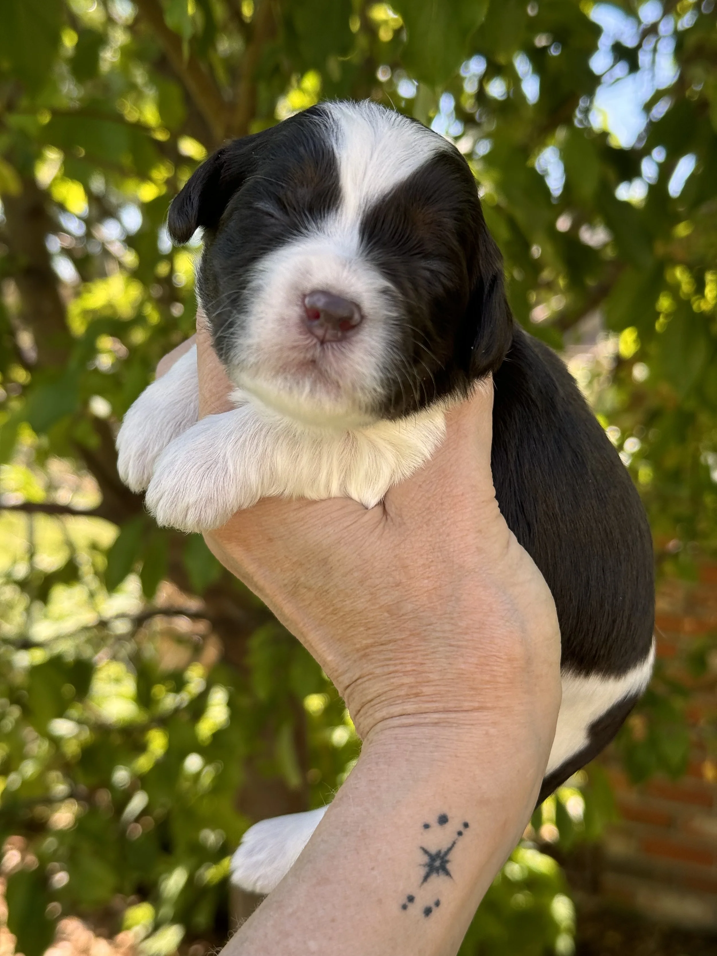 Coulee’s Gabriella x Coulee’s Ike