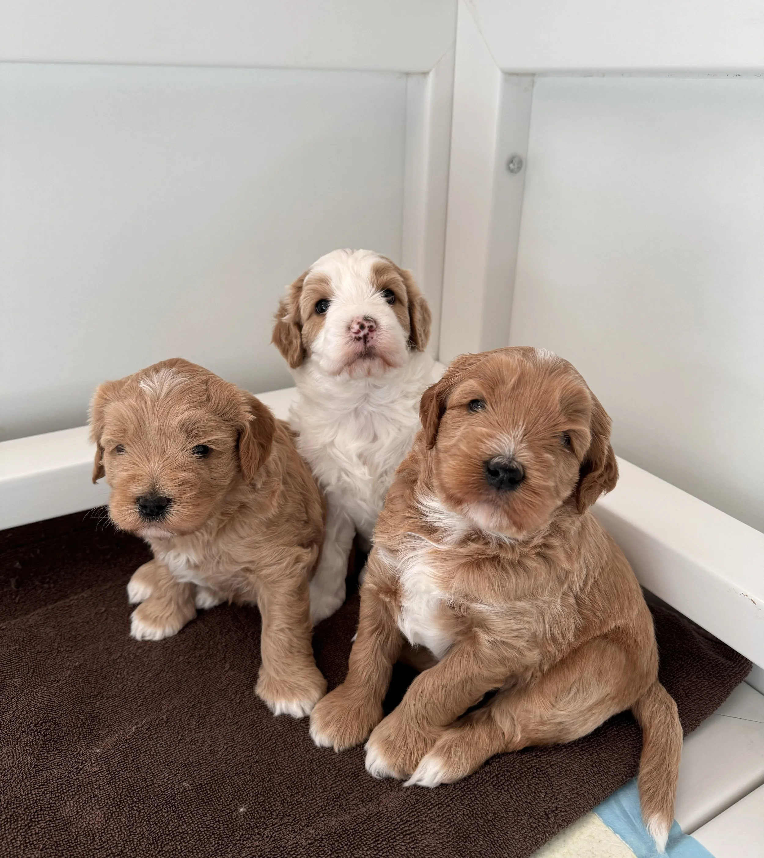 Coulee's Charliegh X Coulee's Gus