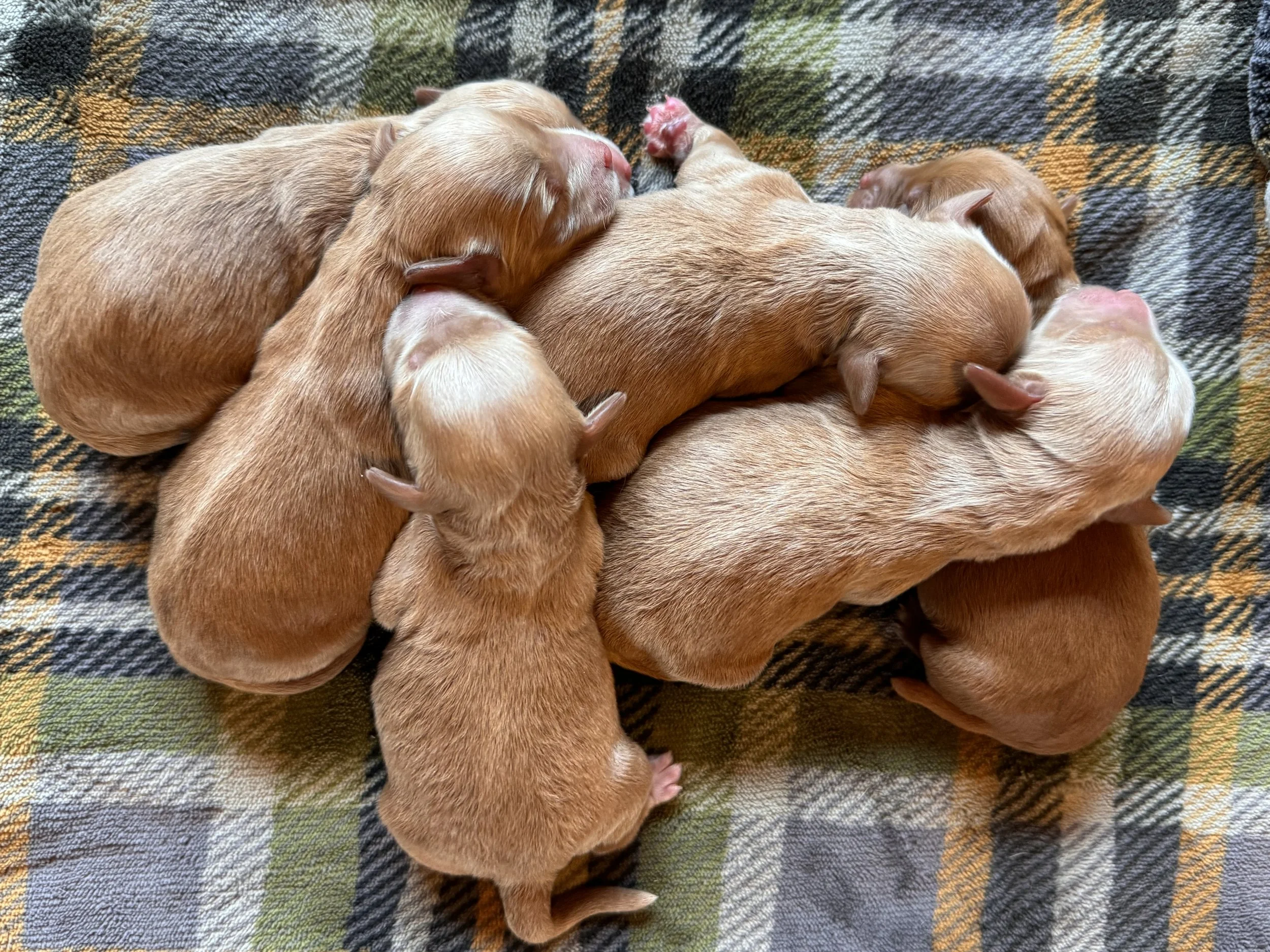 Coulee's Pumpkin Spice X Prairie's Jethro