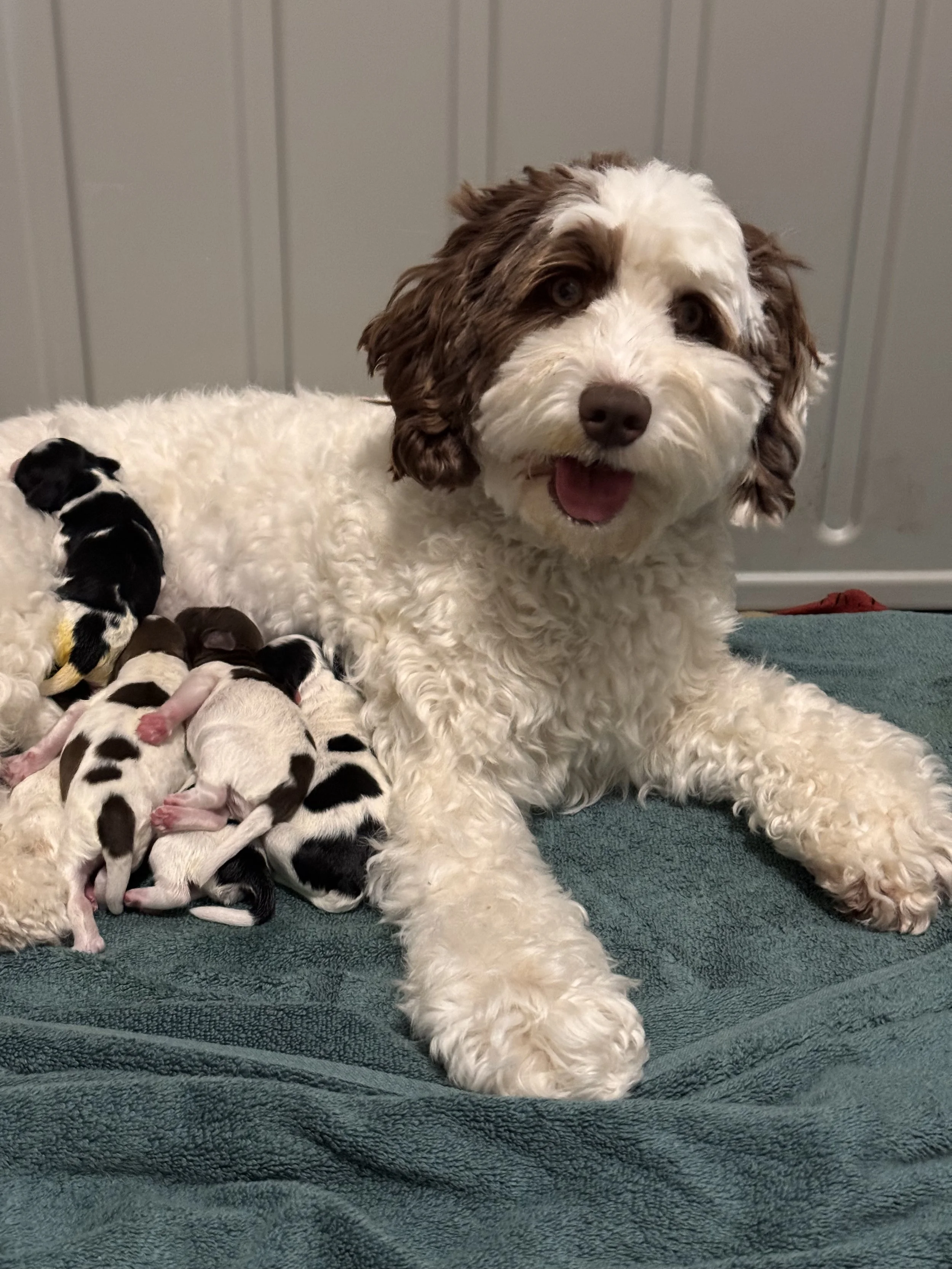 Earth Angels Andie x Ranger