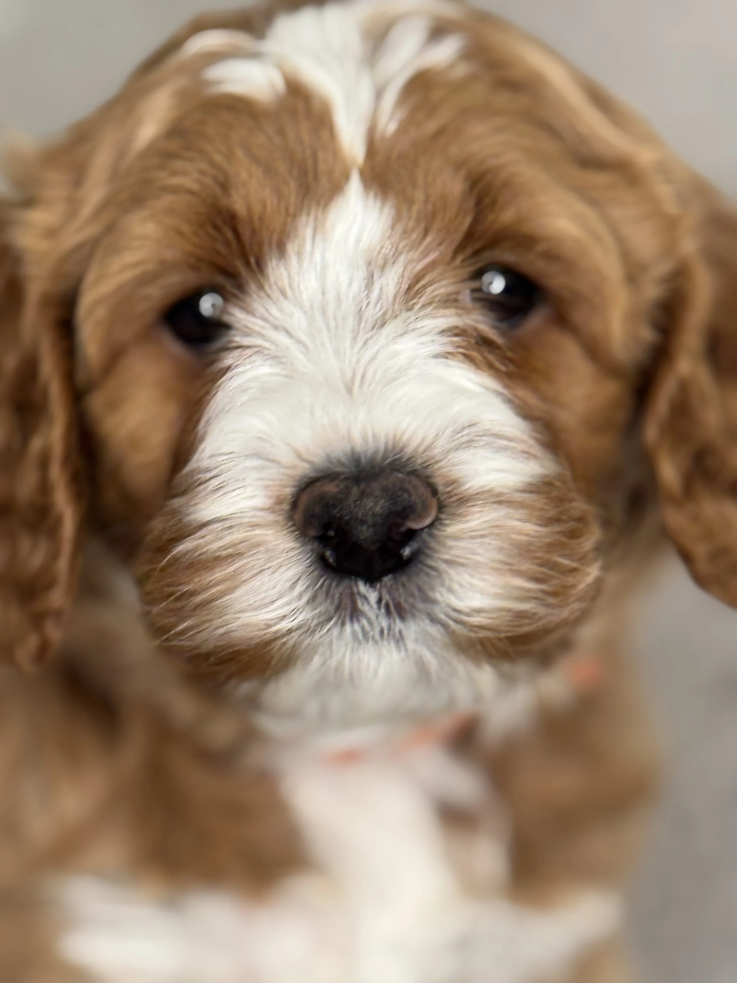 Coulee's Lola X Coulee Finnick