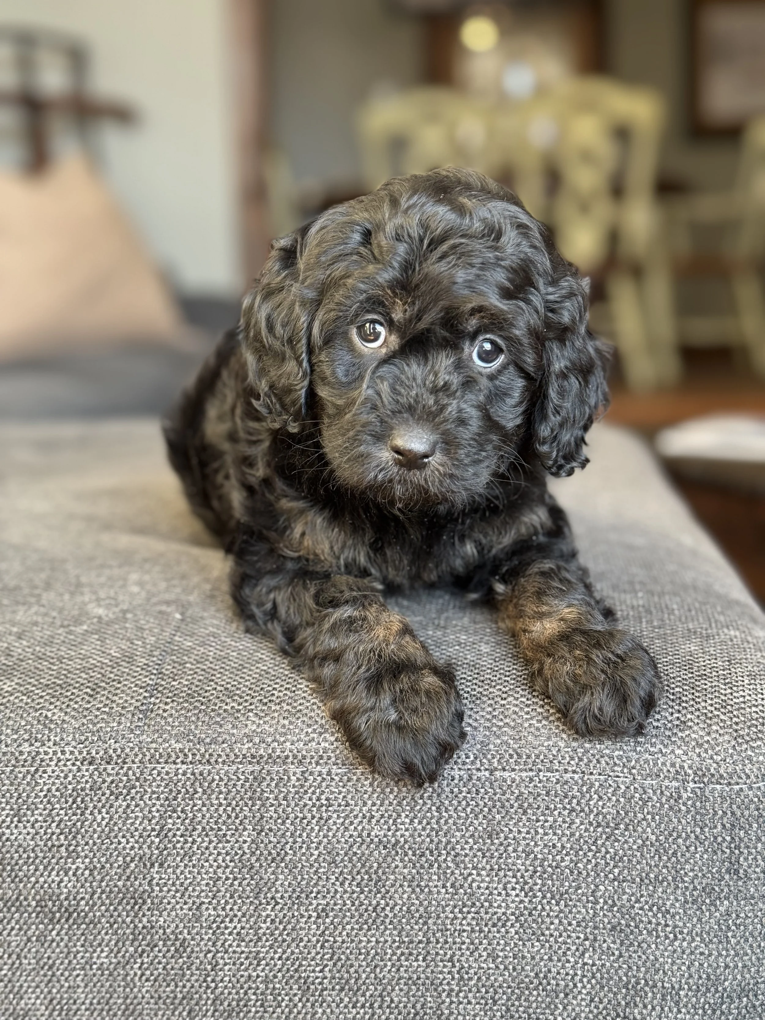 Coulee's Pebbles x Canadian Doodles Indiana Jones