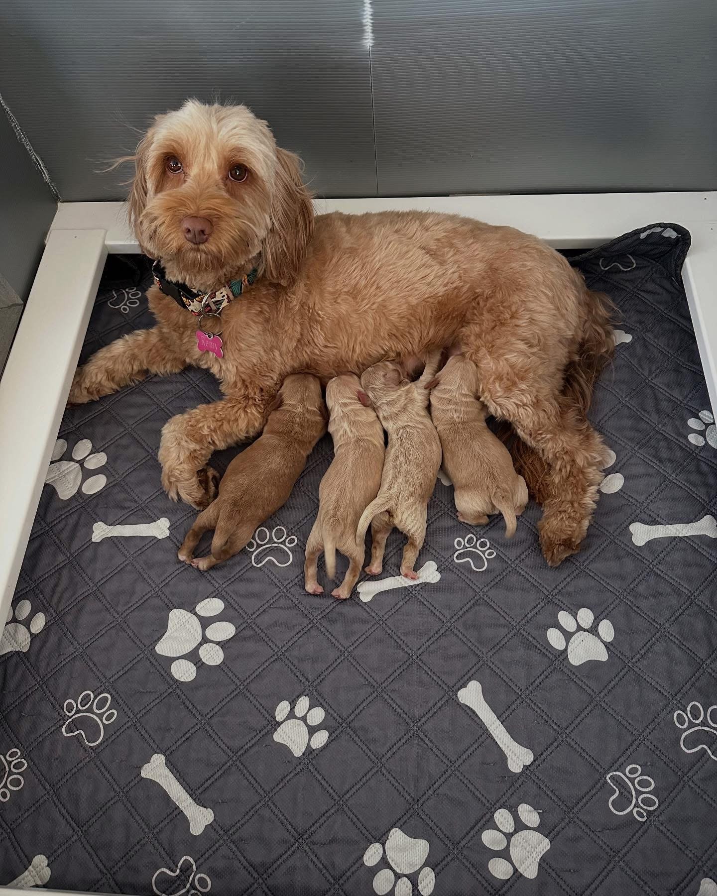 Coulee’s Georgia Peach 🍑 Pups Arrived!