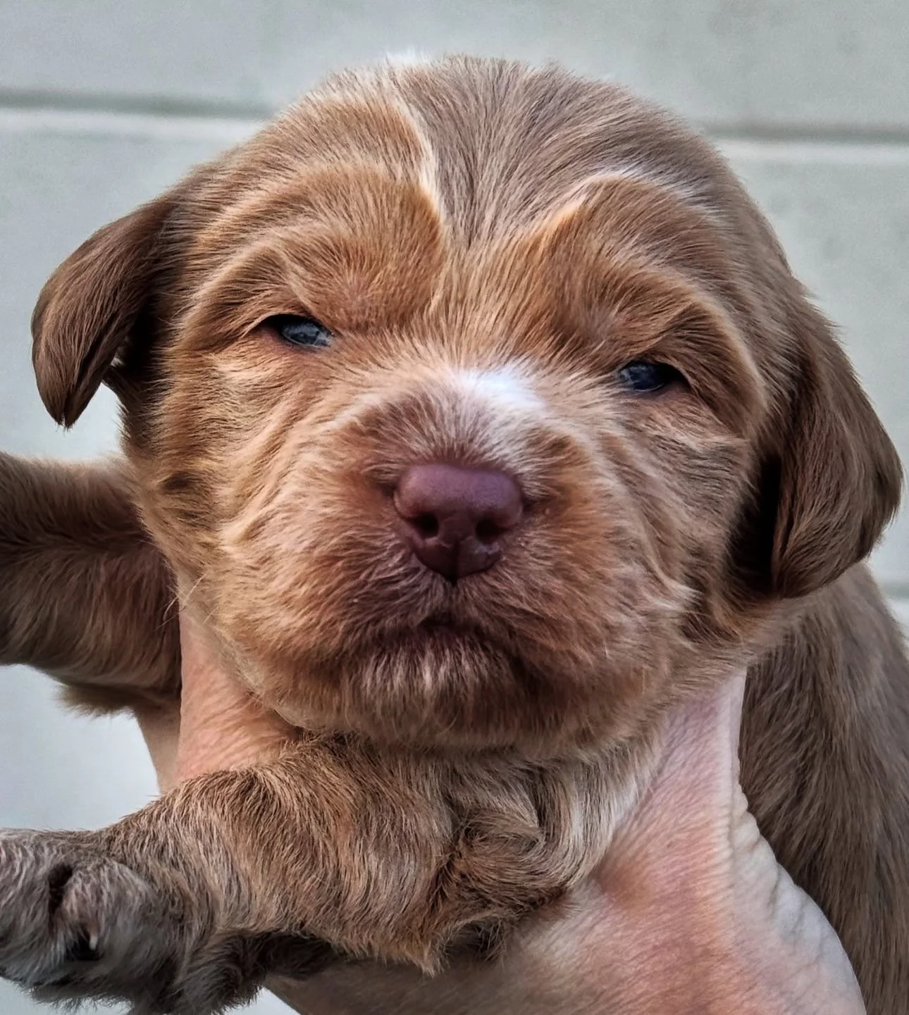 Coulee's Georgia Peach x Prairie Gunner