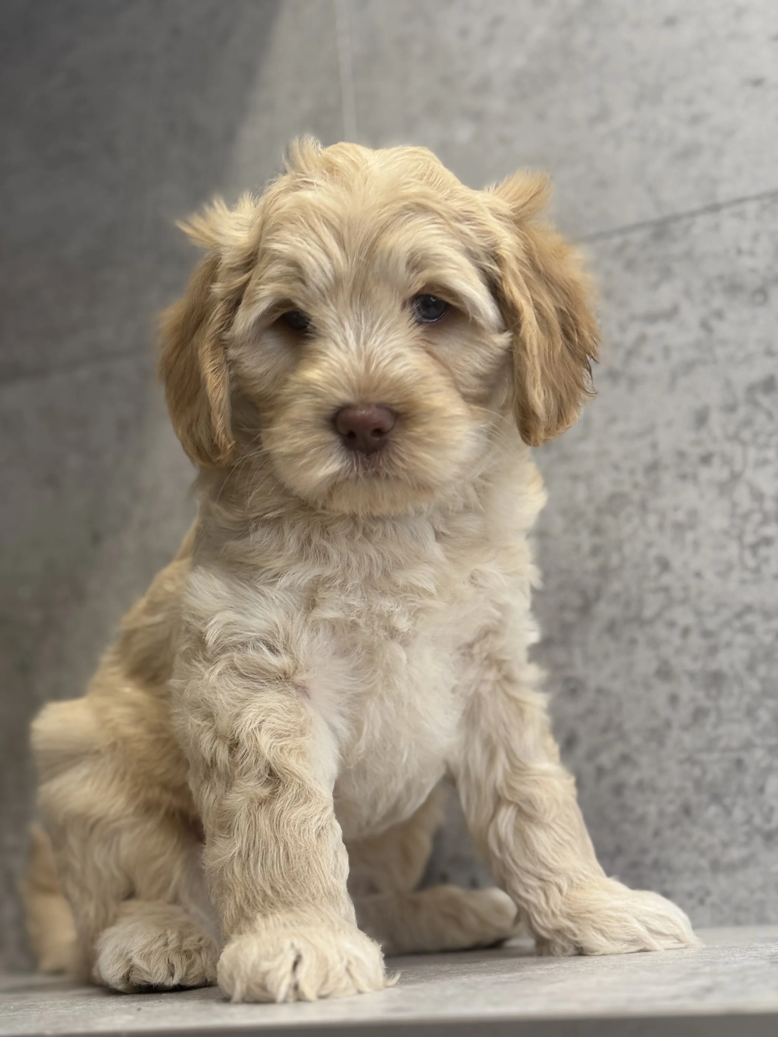 Coulee’s Georgia Peach x Prairie’s Gunner 6 week Photo Shoot