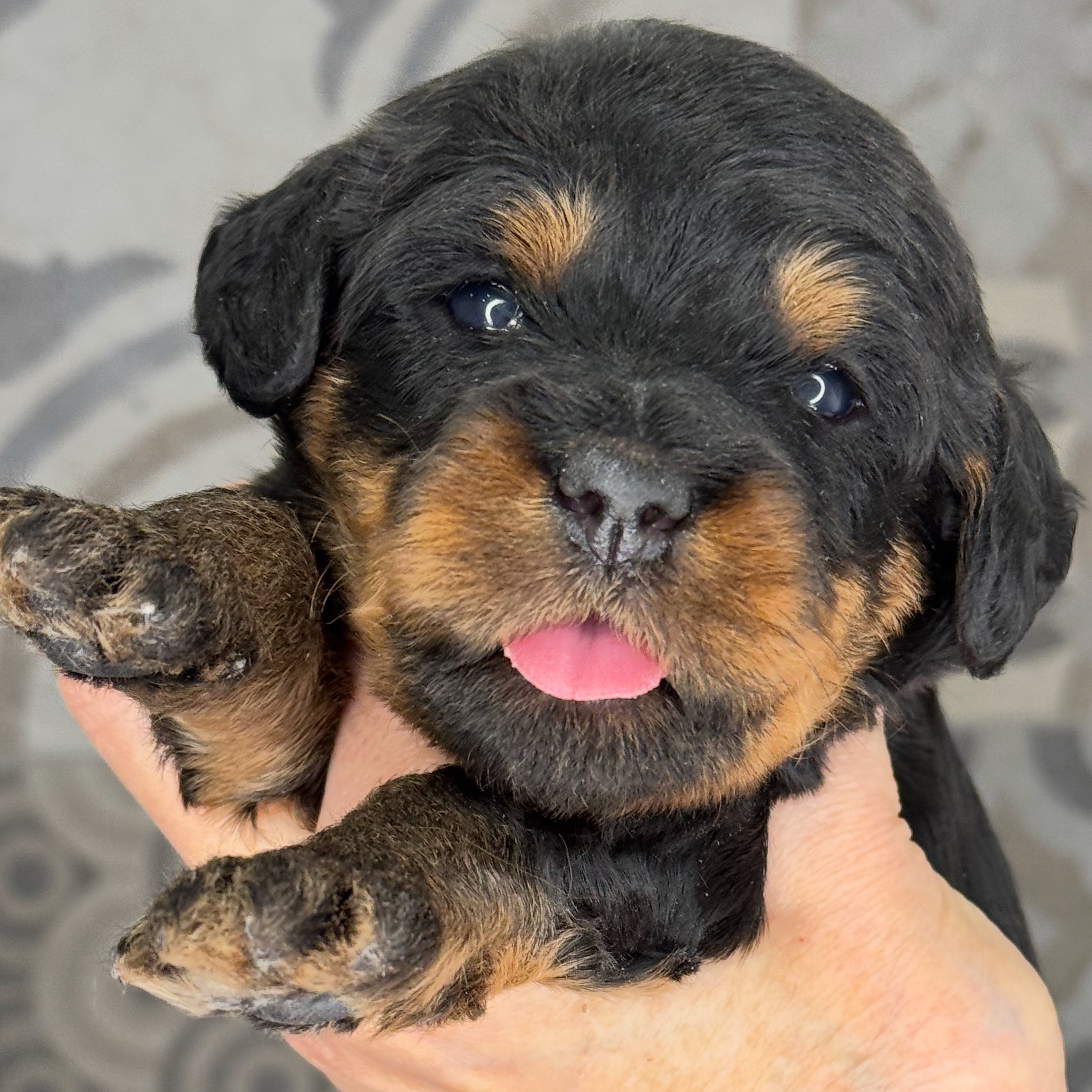 Spring has Sprung at Coulee Labradoodles!