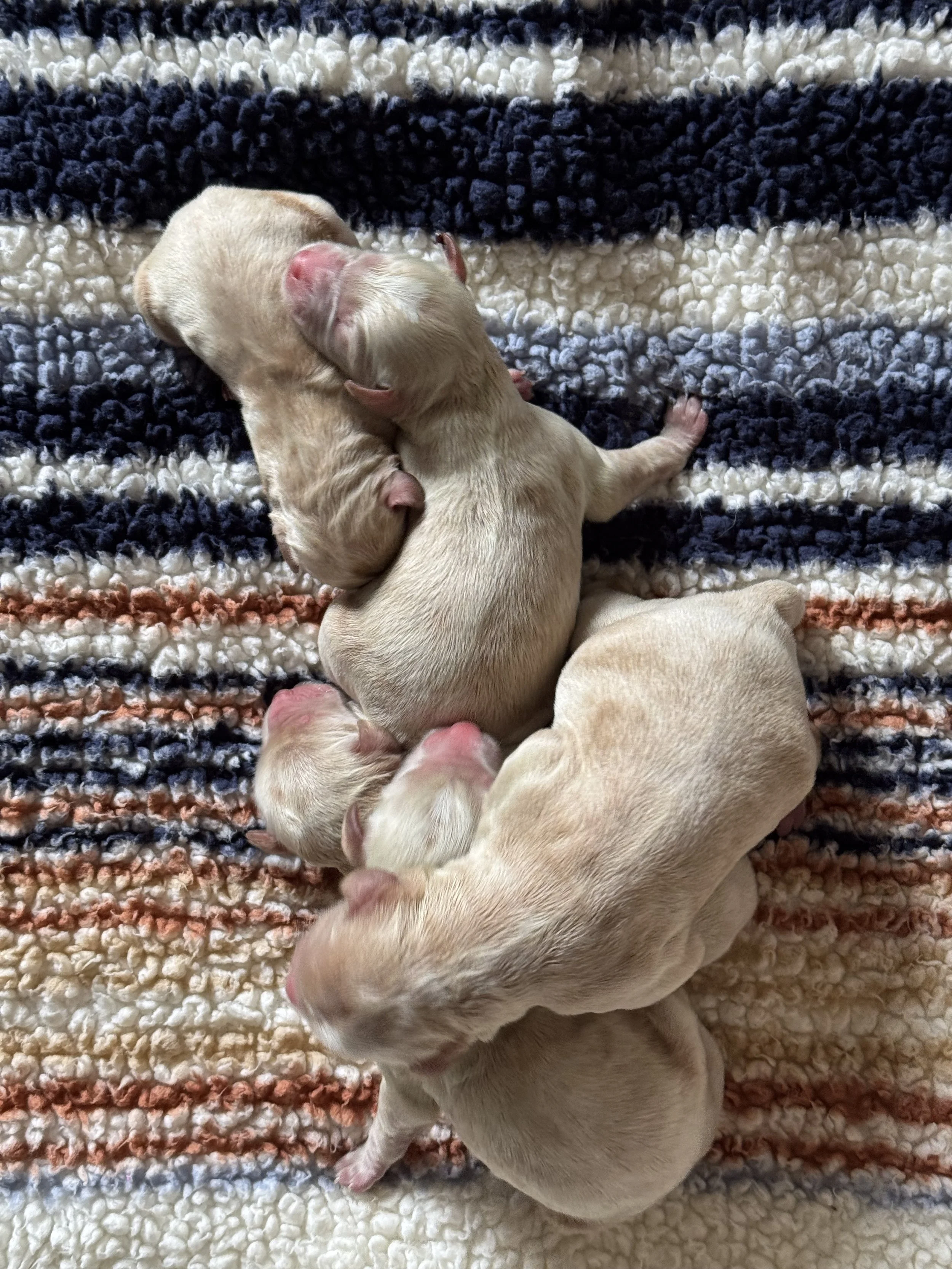 Coulee’s Oakley x Coulee’s Thor