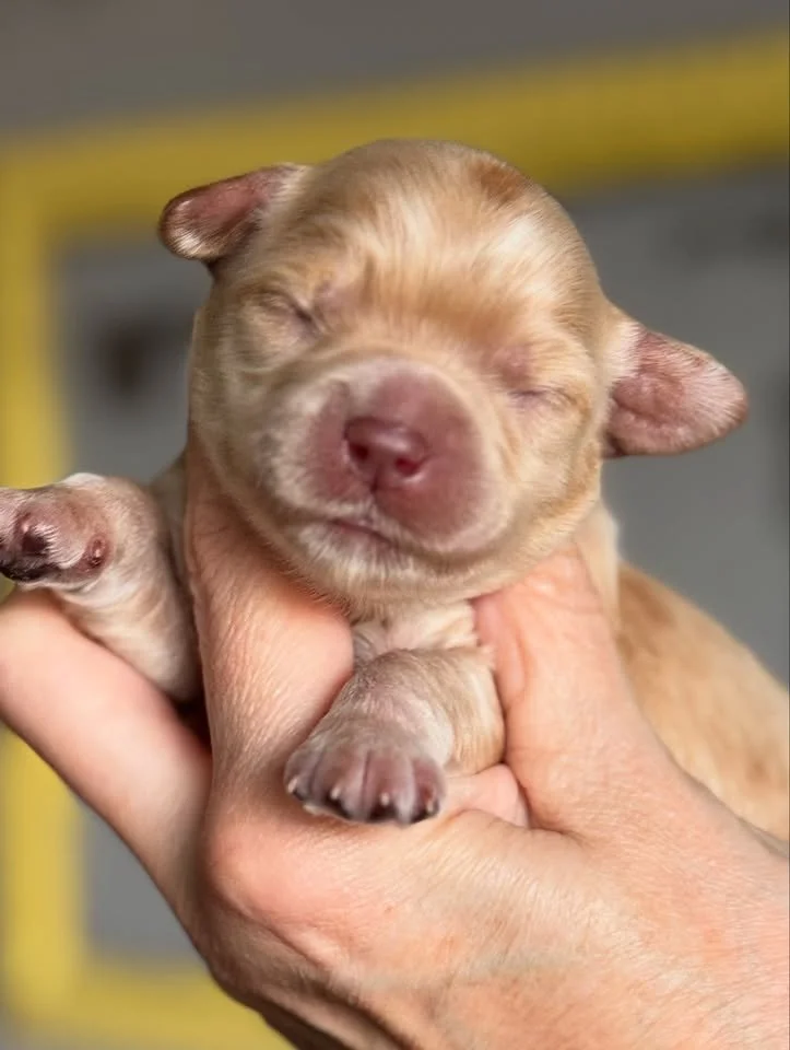 Coulee' Oakley X Coulee's Thor