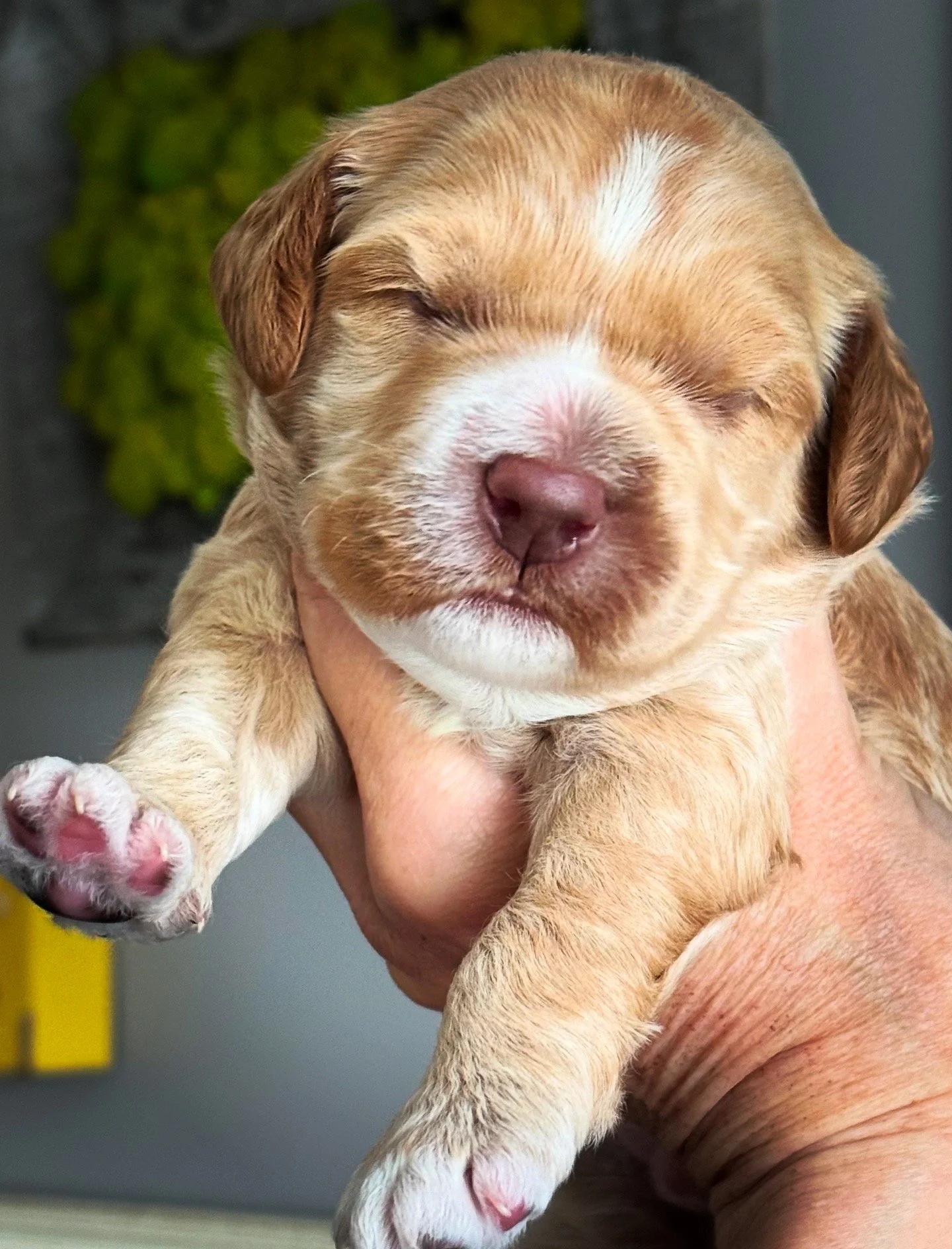 Coulee's Oakley x Coulee's Thor 2 Week Photoshoot!